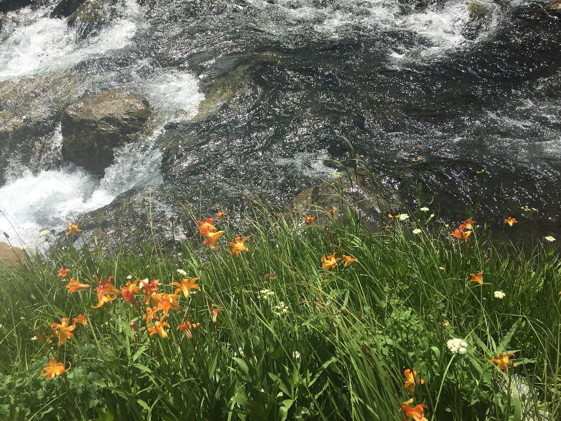 Sierra Columbine — photo 5