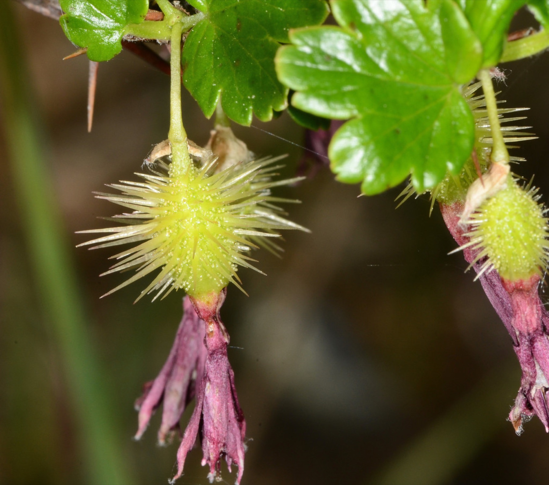 Sierra Gooseberry — photo 6