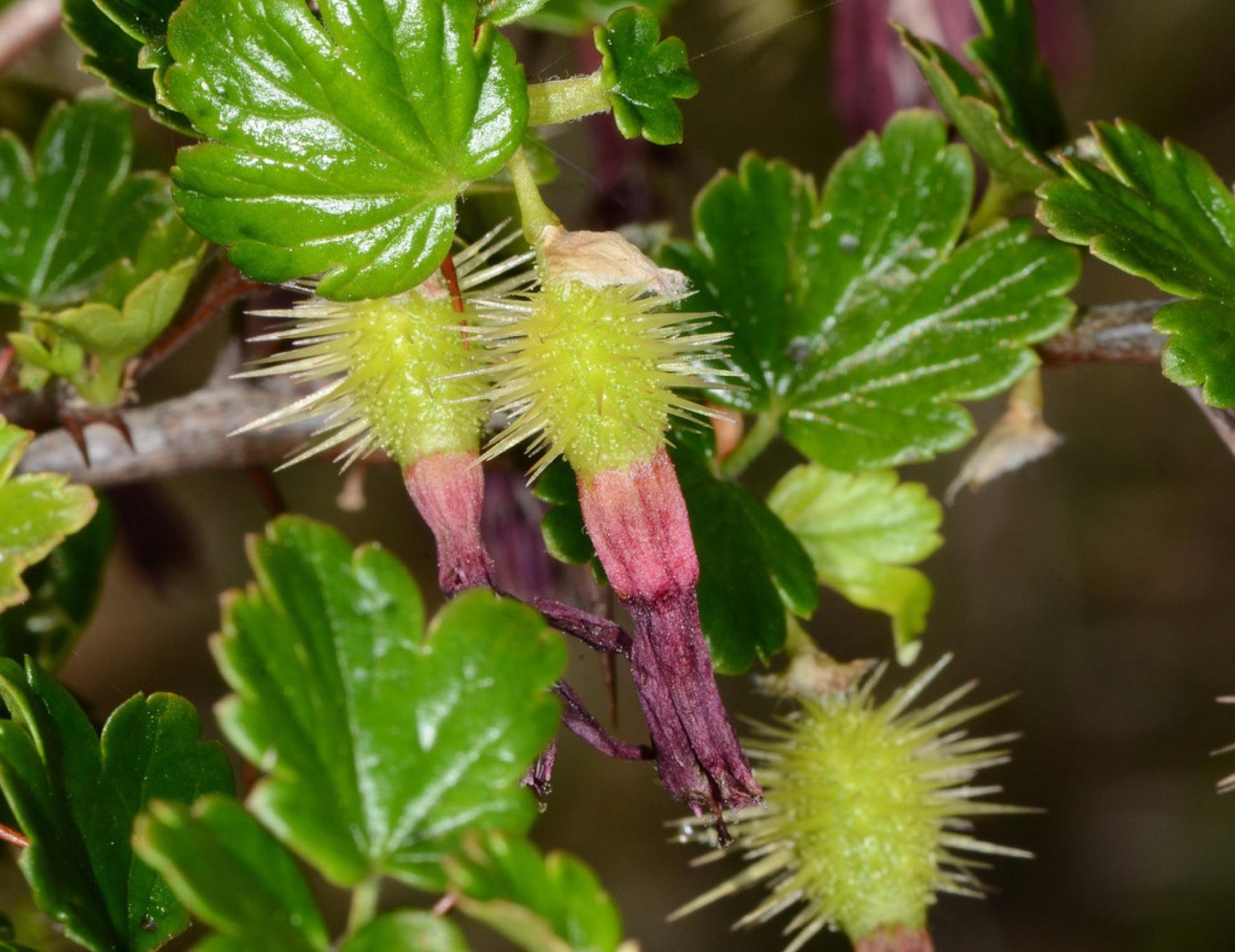 Sierra Gooseberry — photo 7