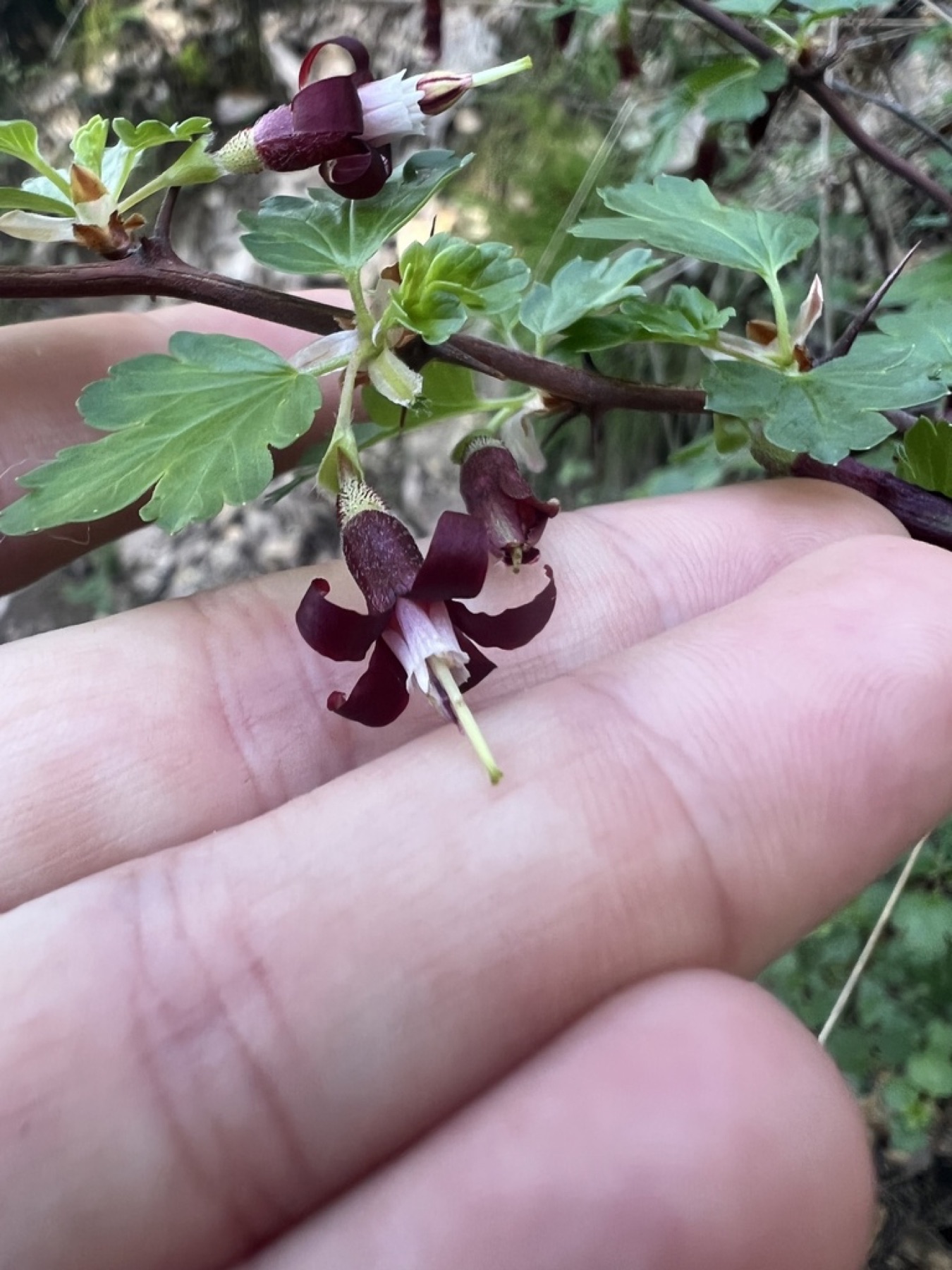 Sierra Gooseberry — photo 8