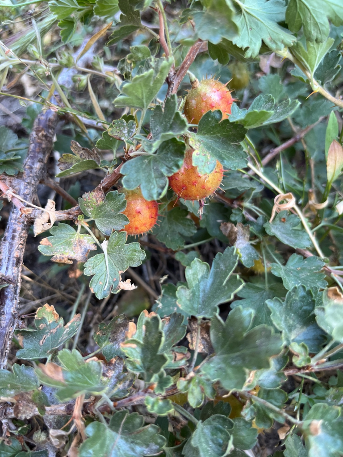 Sierra Gooseberry — photo 9