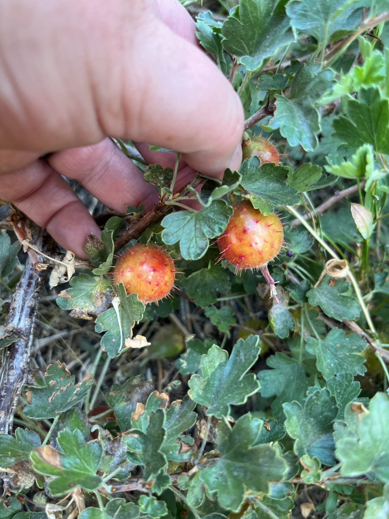 Sierra Gooseberry — photo 10