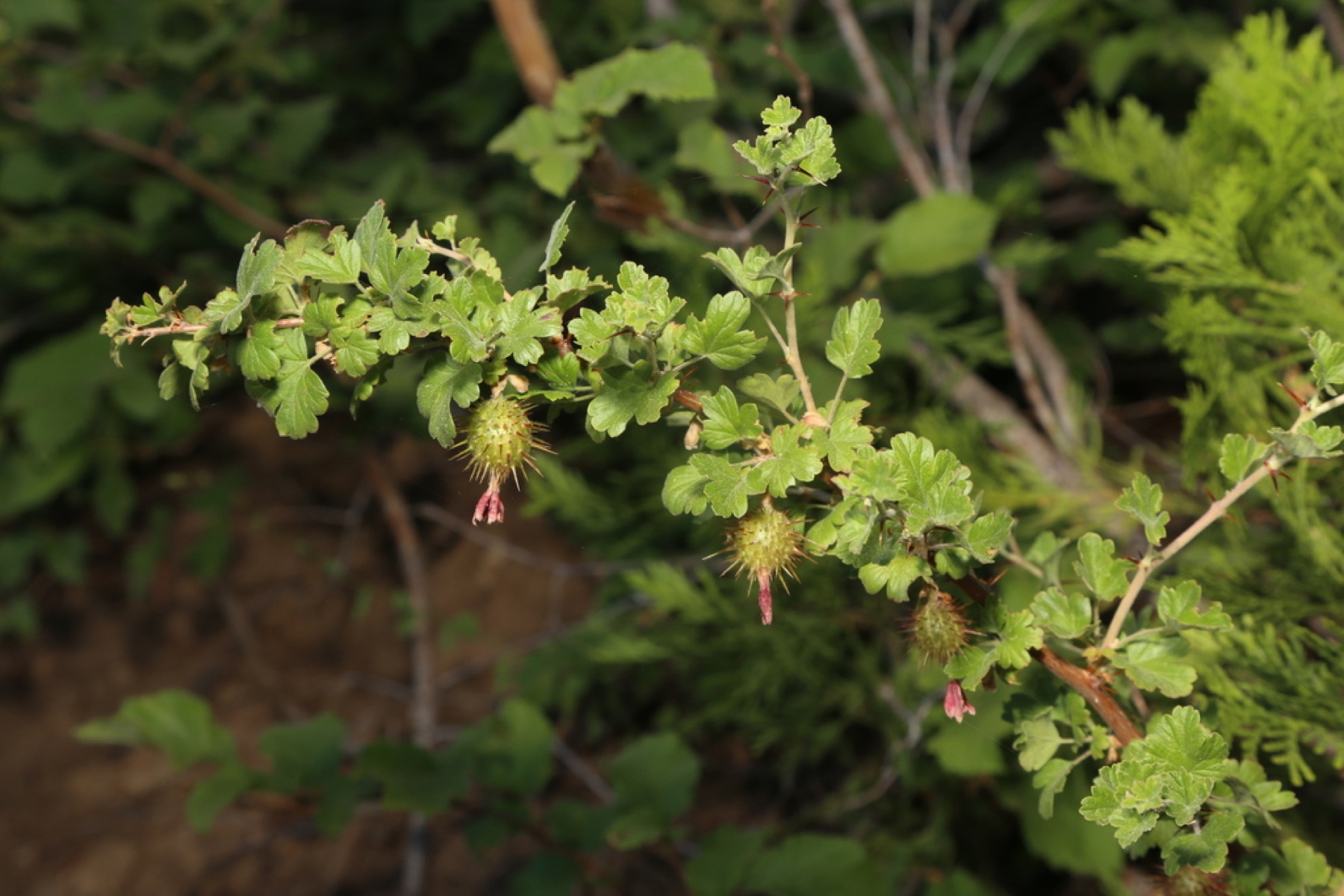 Sierra Gooseberry — photo 11