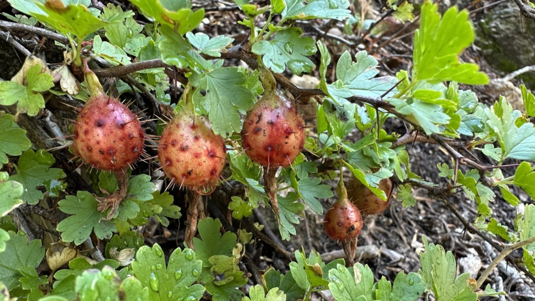 Sierra Gooseberry — photo 12