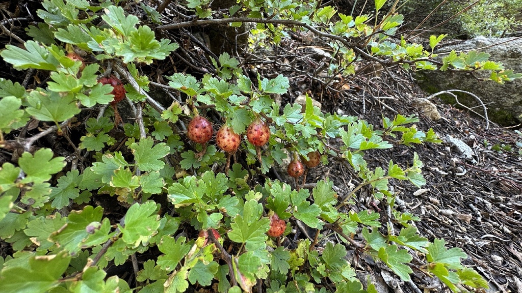 Sierra Gooseberry — photo 13