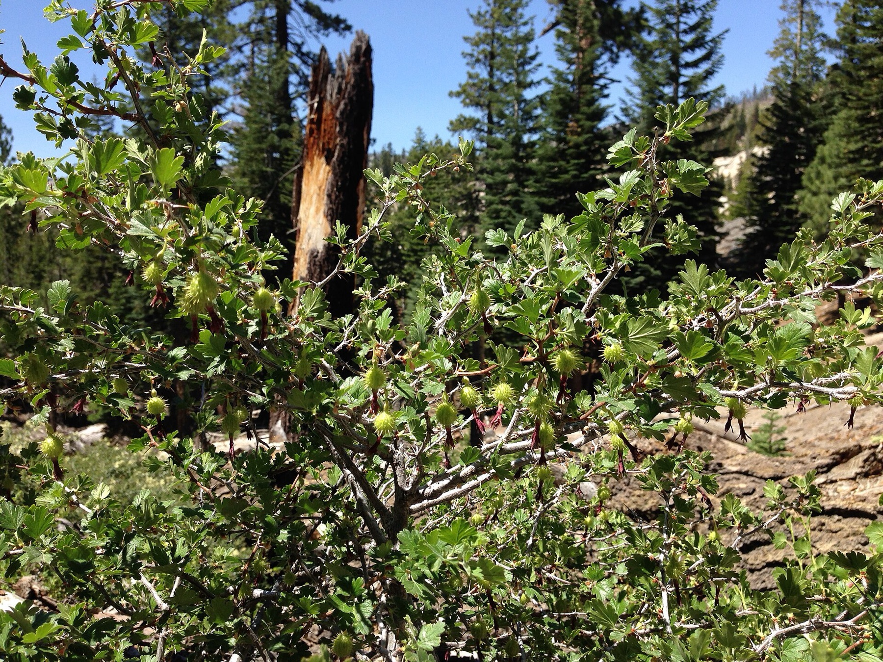 Sierra Gooseberry — photo 14