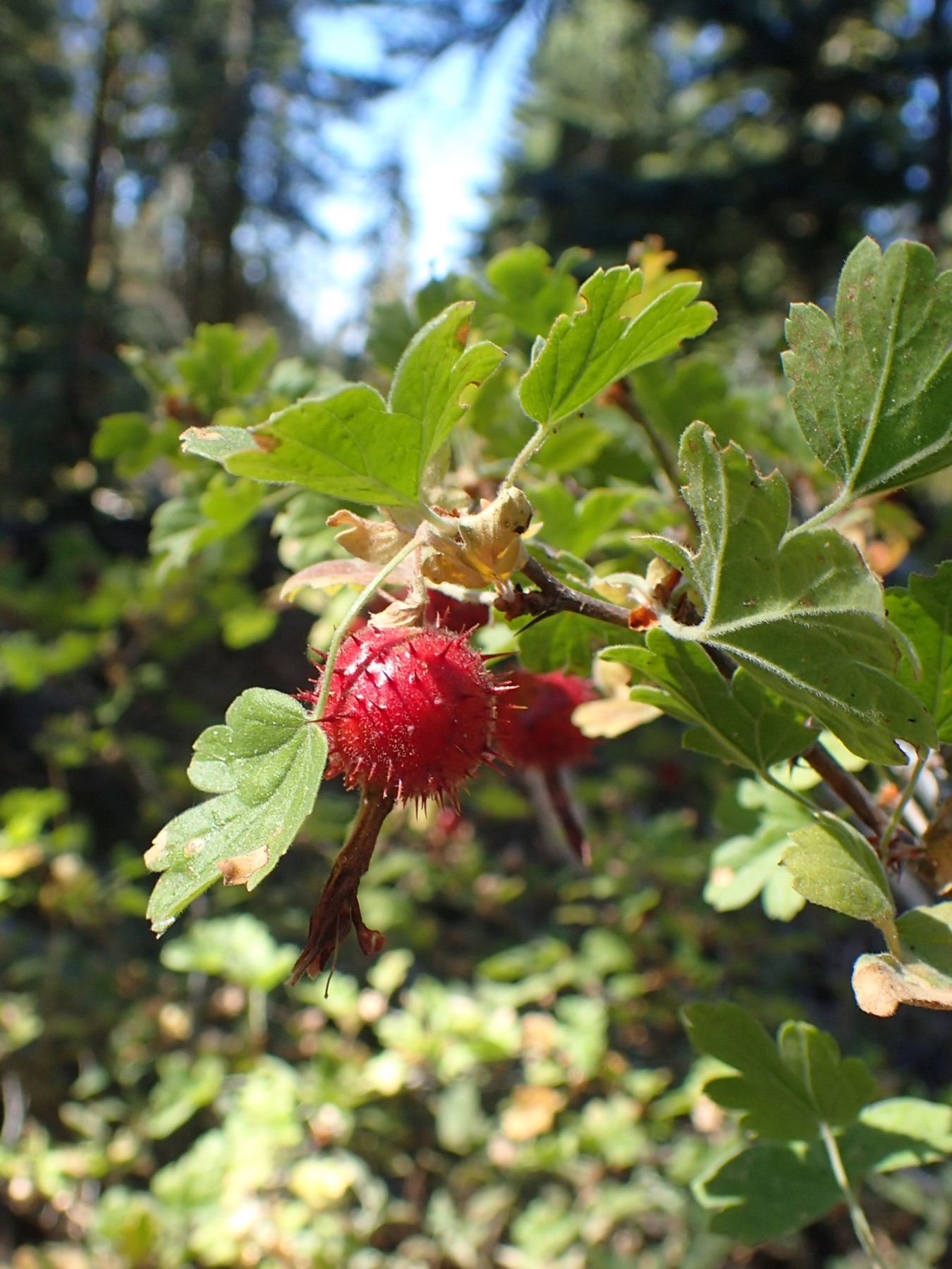 Sierra Gooseberry — photo 15