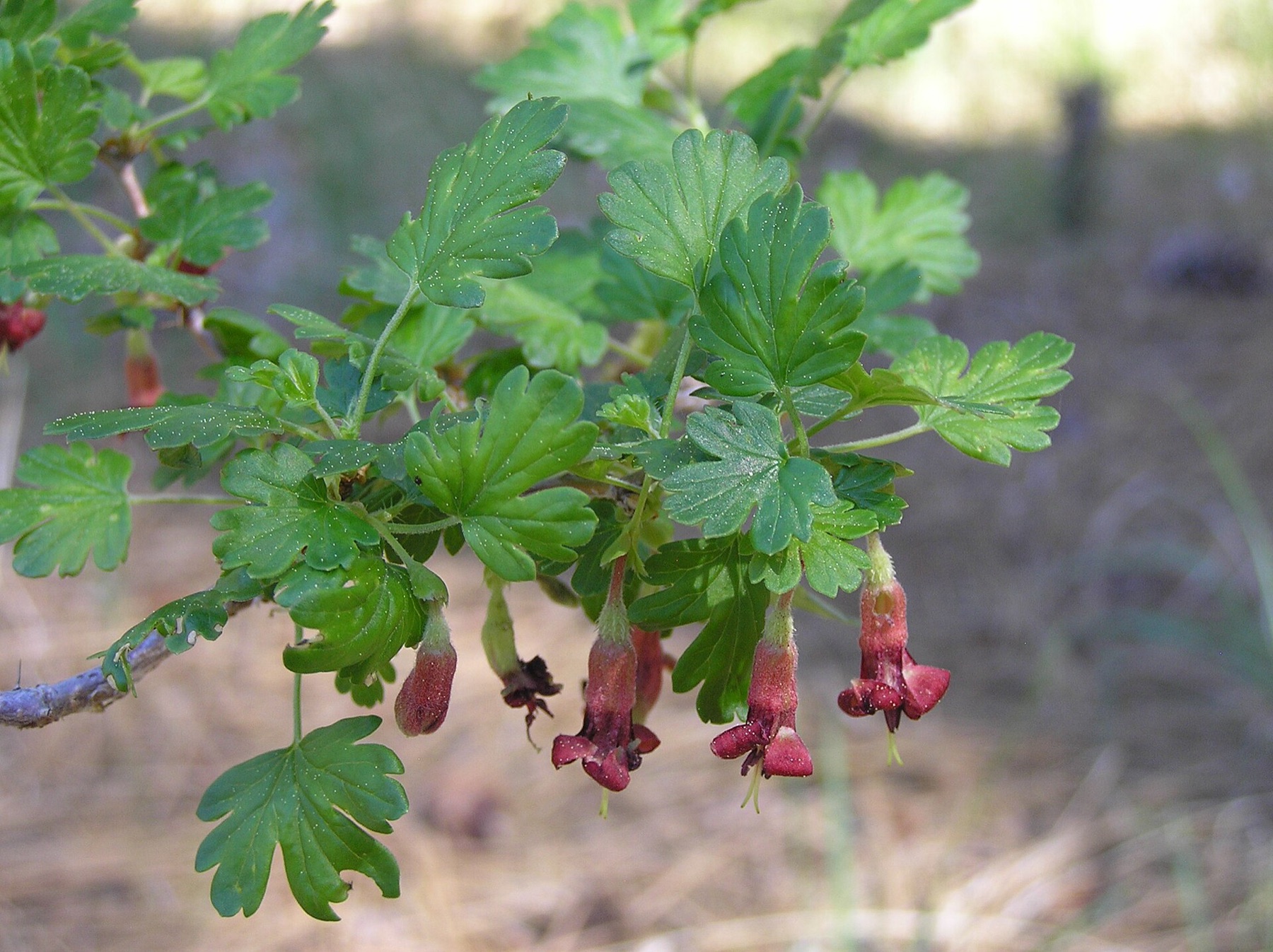 Sierra Gooseberry — photo 16