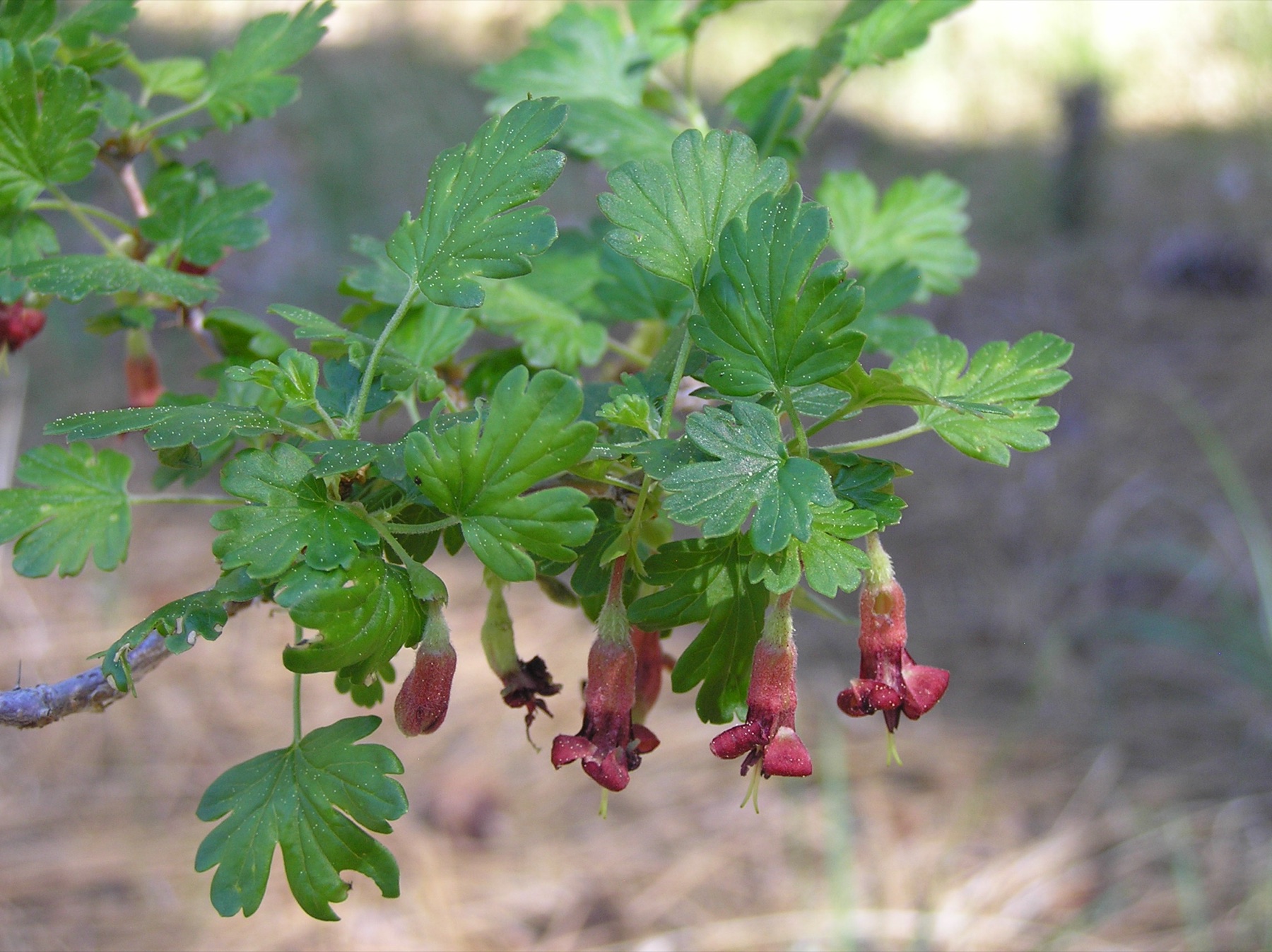 Sierra Gooseberry — photo 17