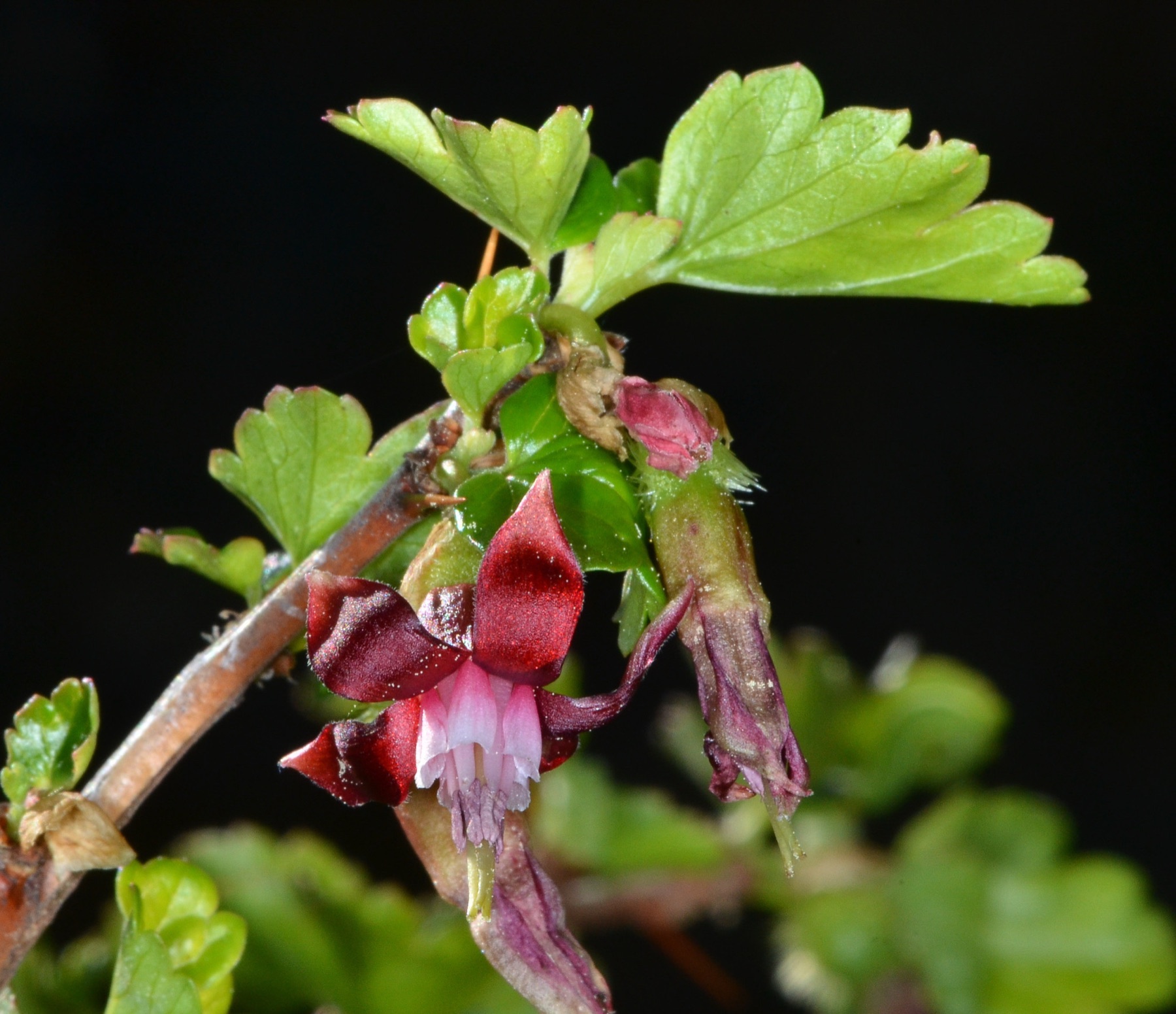 Sierra Gooseberry — photo 18