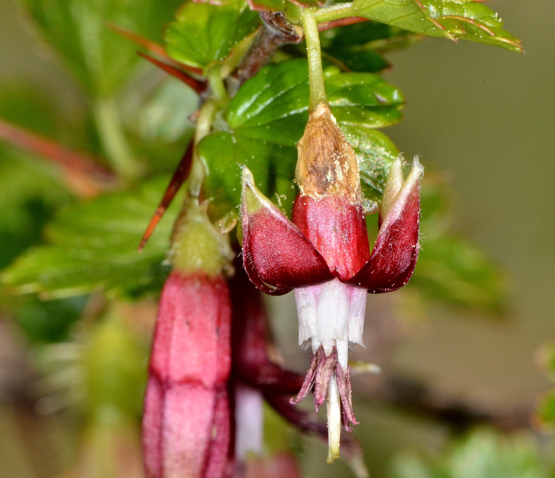 Sierra Gooseberry — photo 19