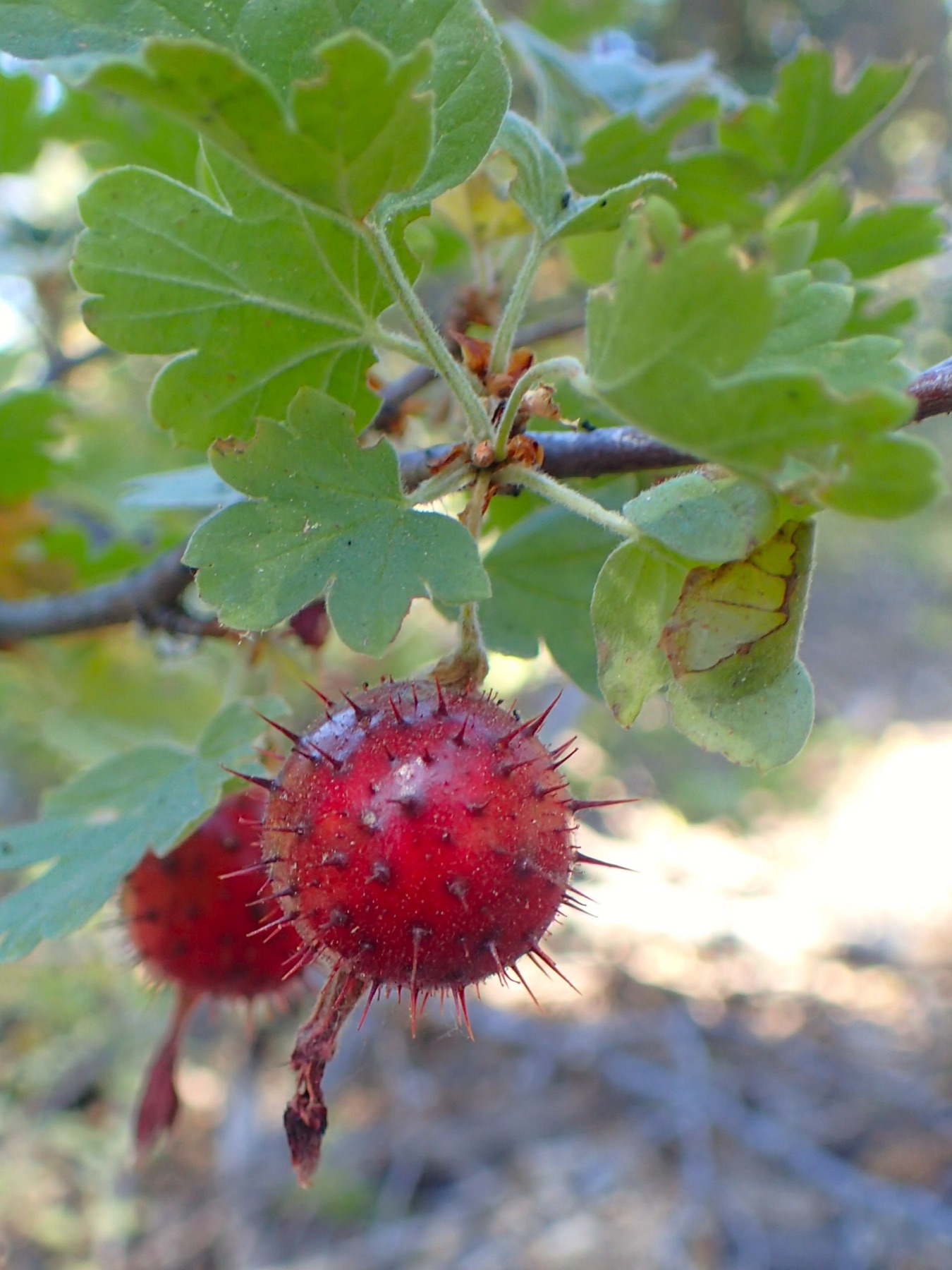 Sierra Gooseberry — photo 20