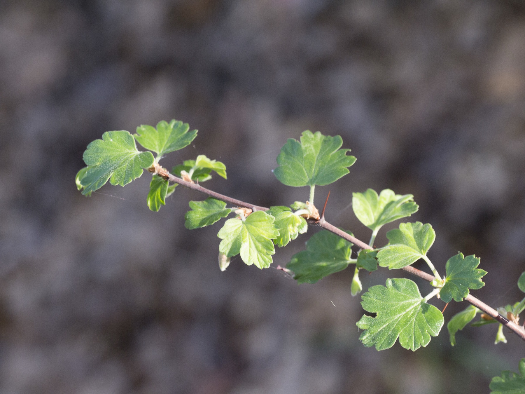 Sierra Gooseberry — photo 21