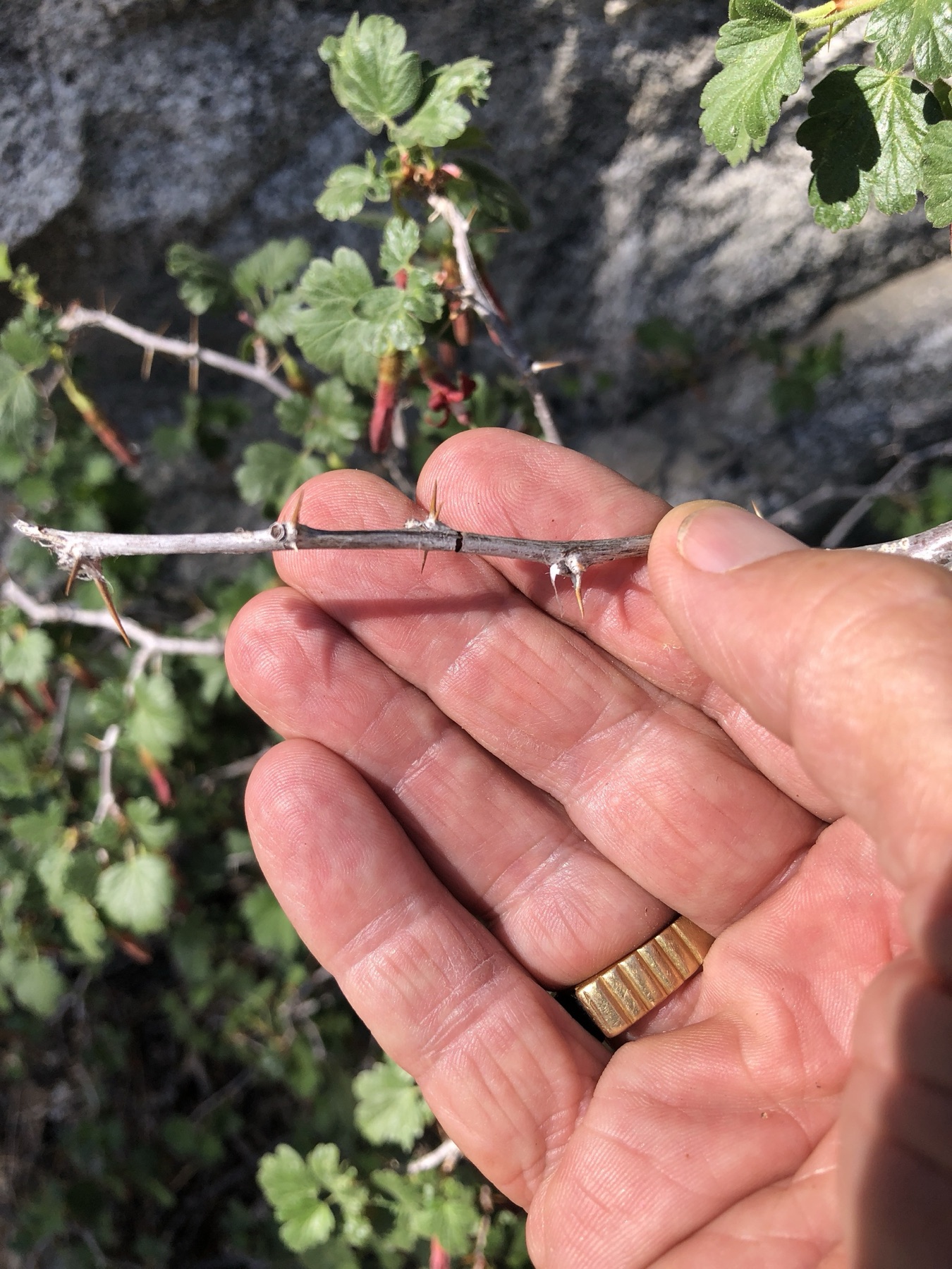 Sierra Gooseberry — photo 22