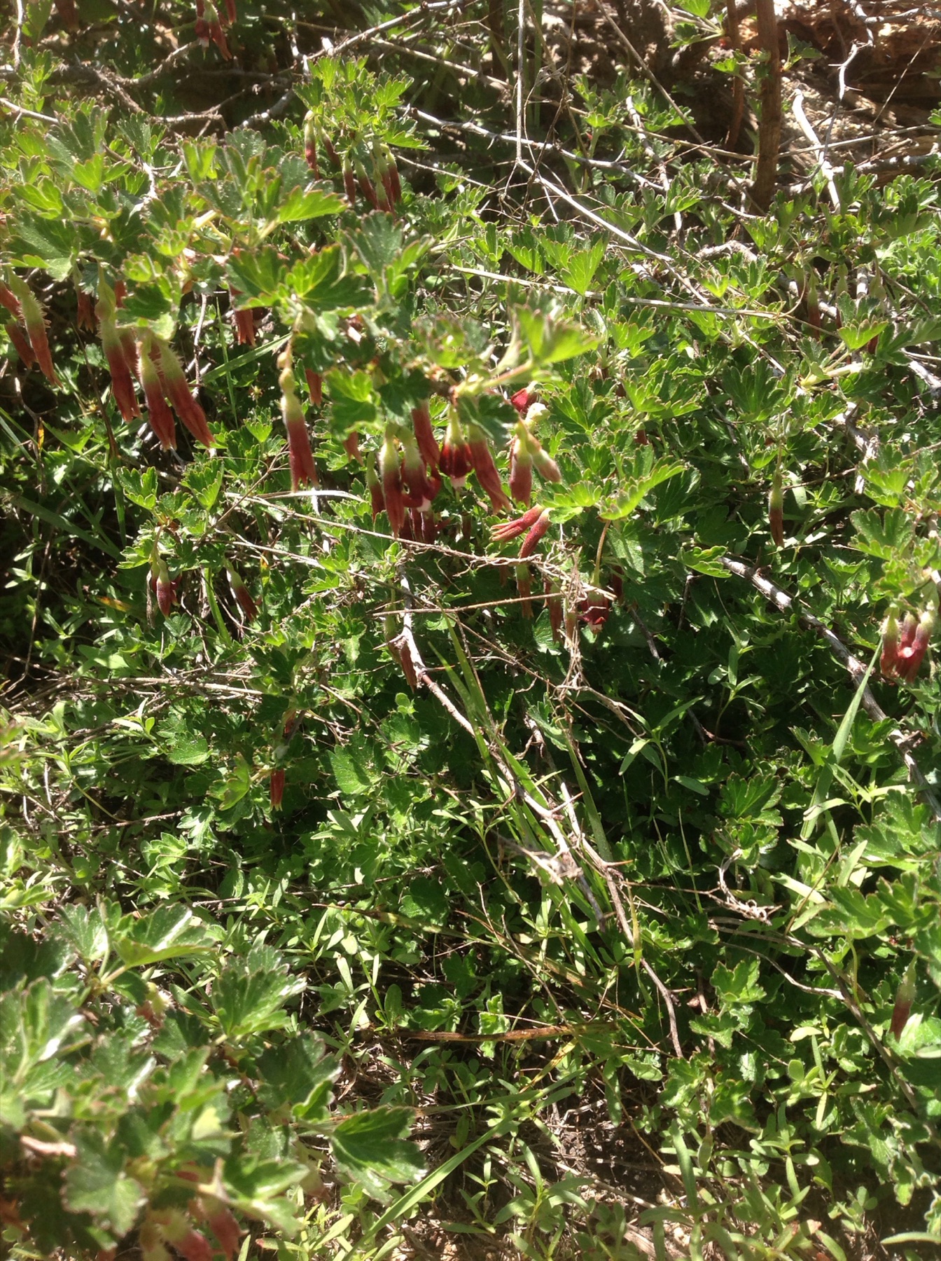 Sierra Gooseberry — photo 23
