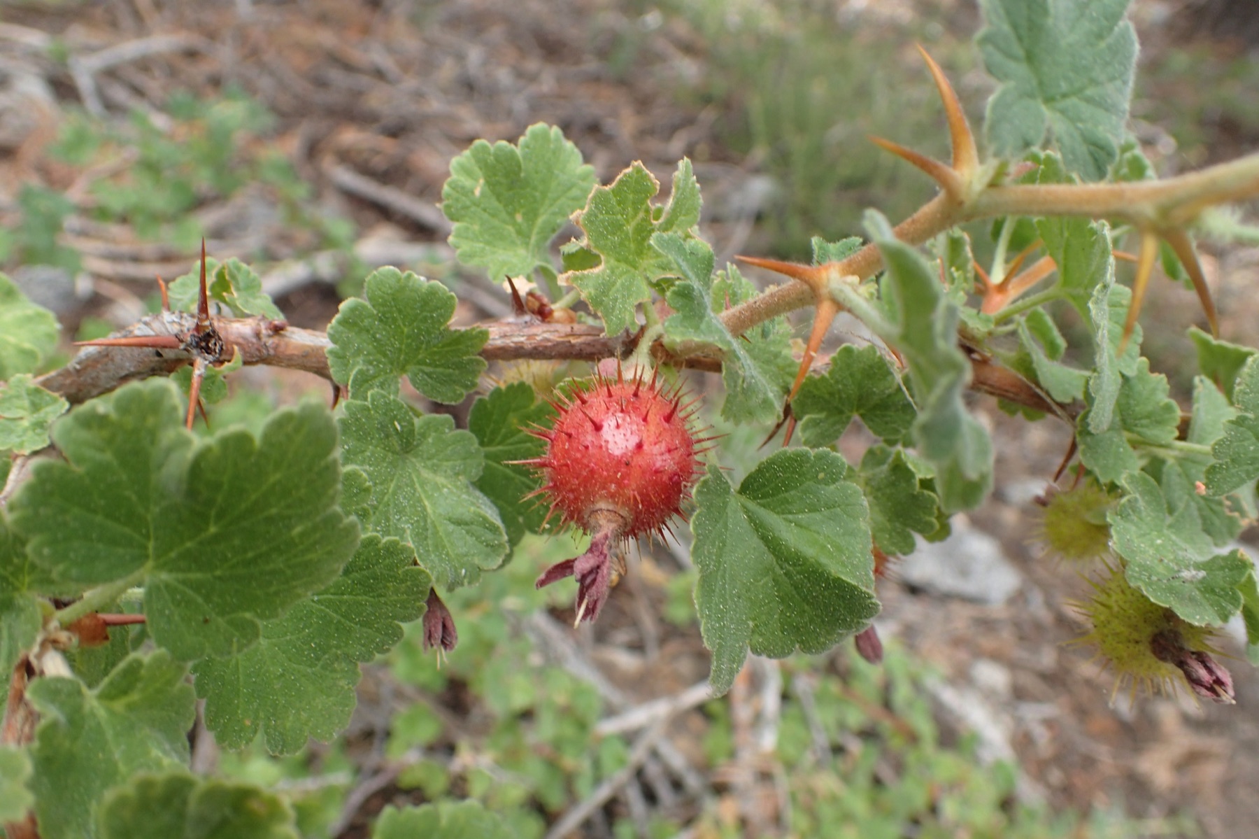 Sierra Gooseberry — photo 24