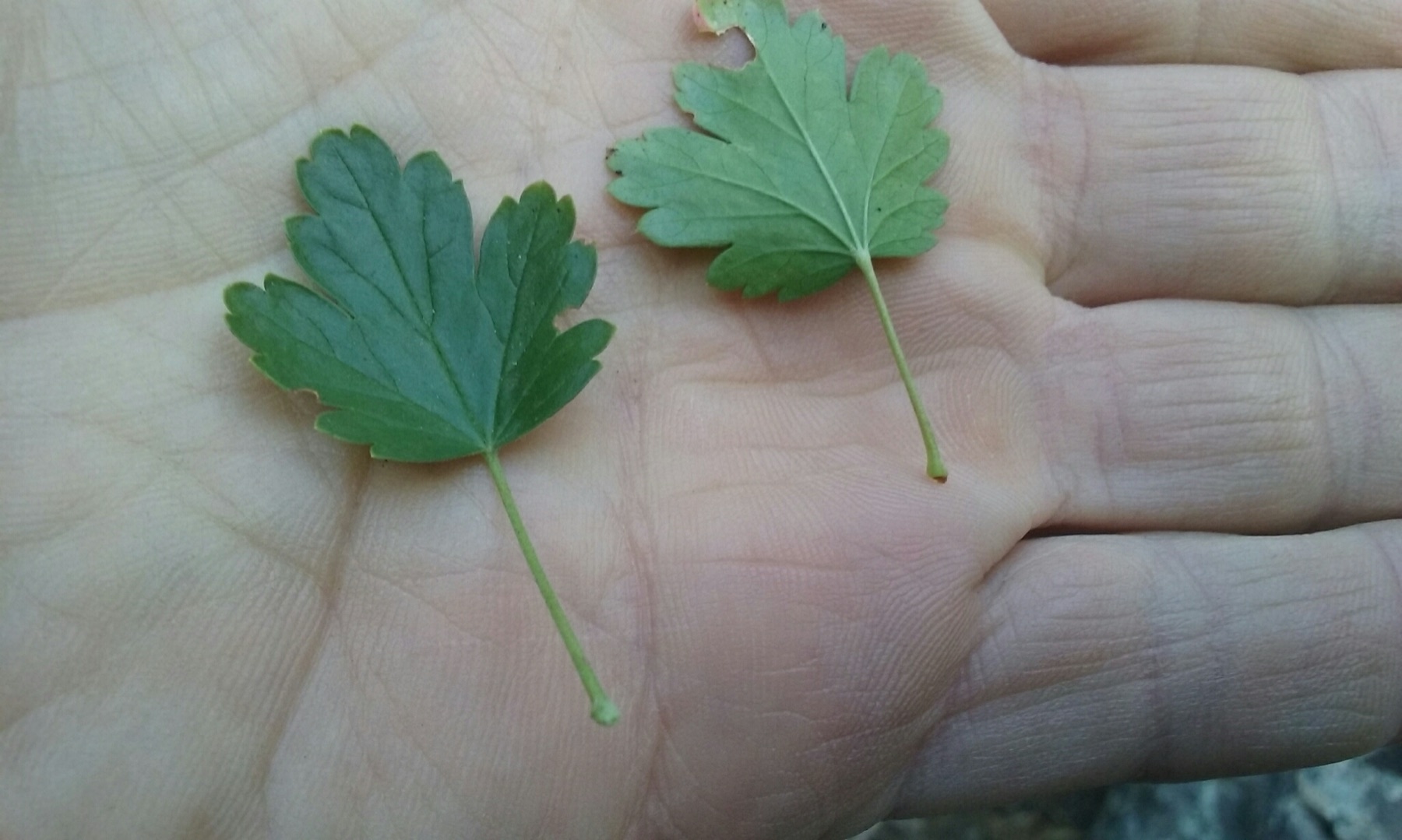 Sierra Gooseberry