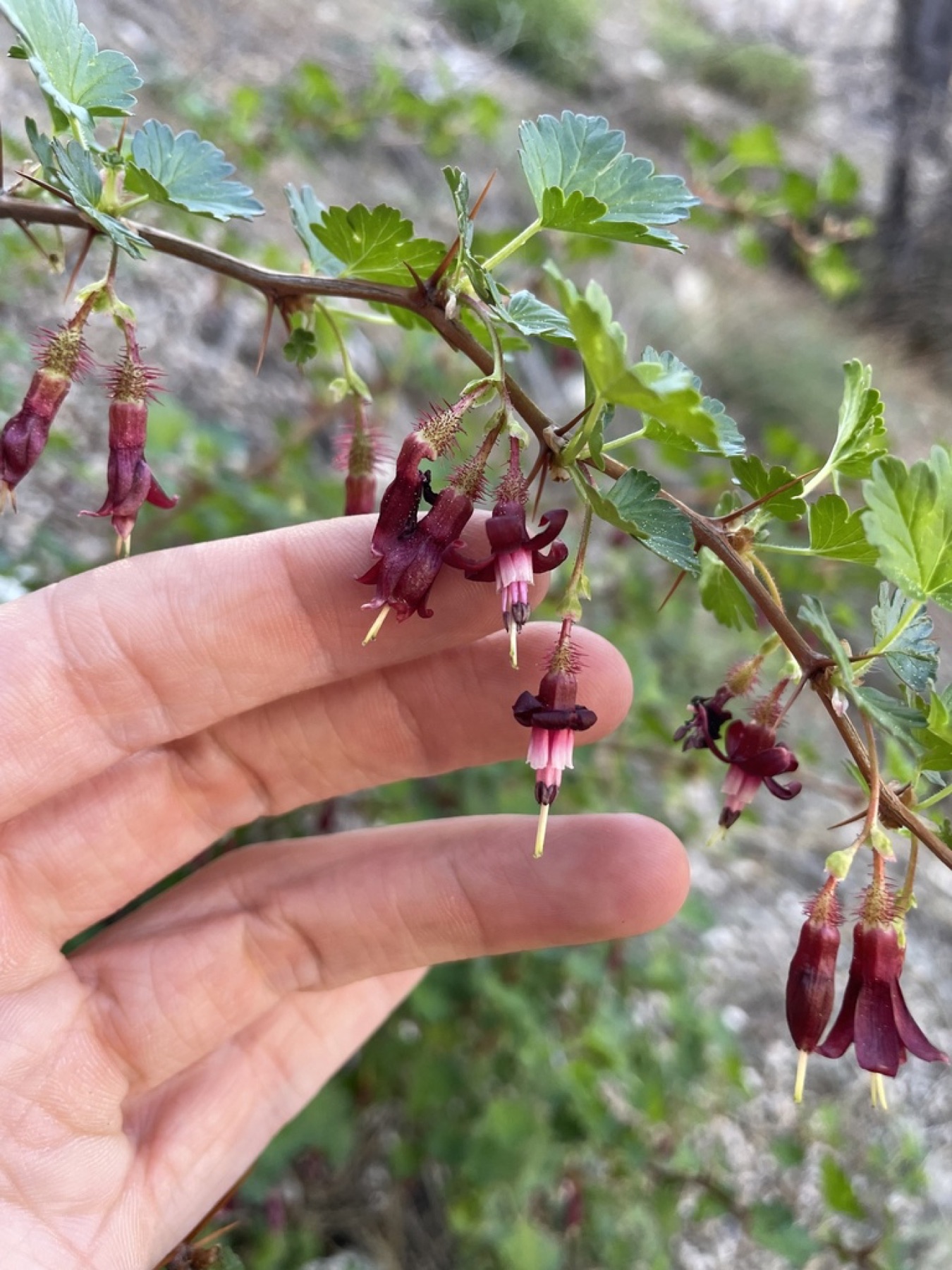 Sierra Gooseberry — photo 2