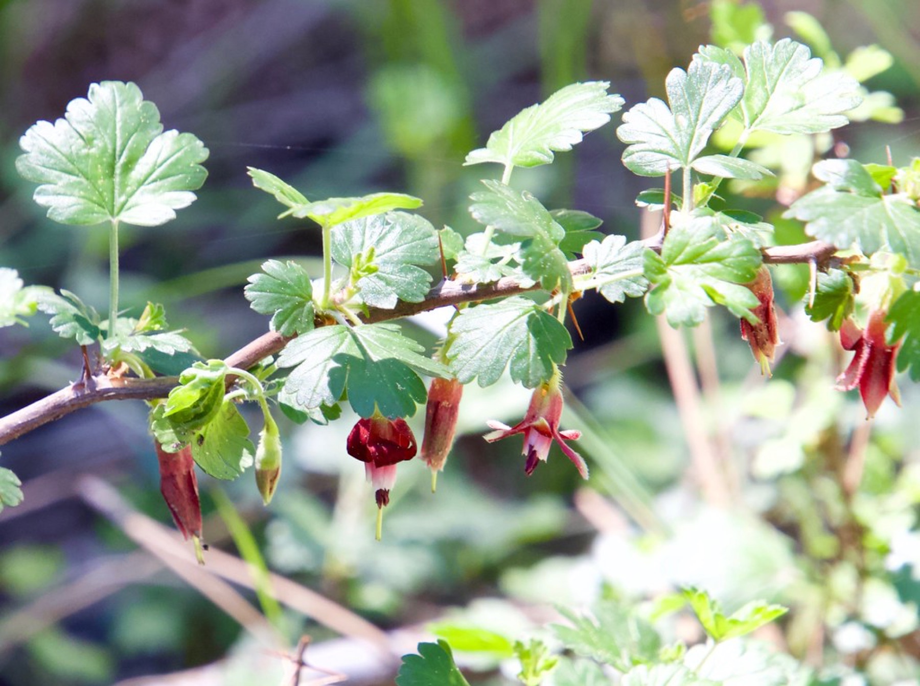 Sierra Gooseberry — photo 3