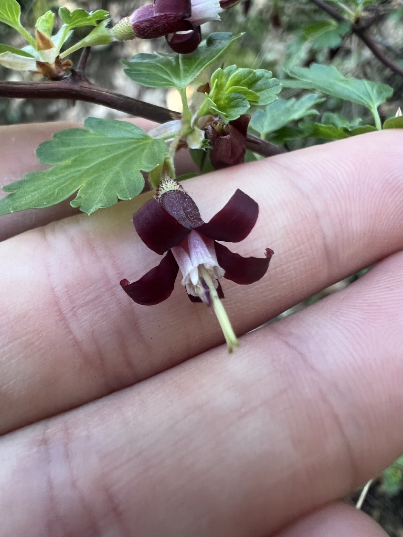 Sierra Gooseberry — photo 4