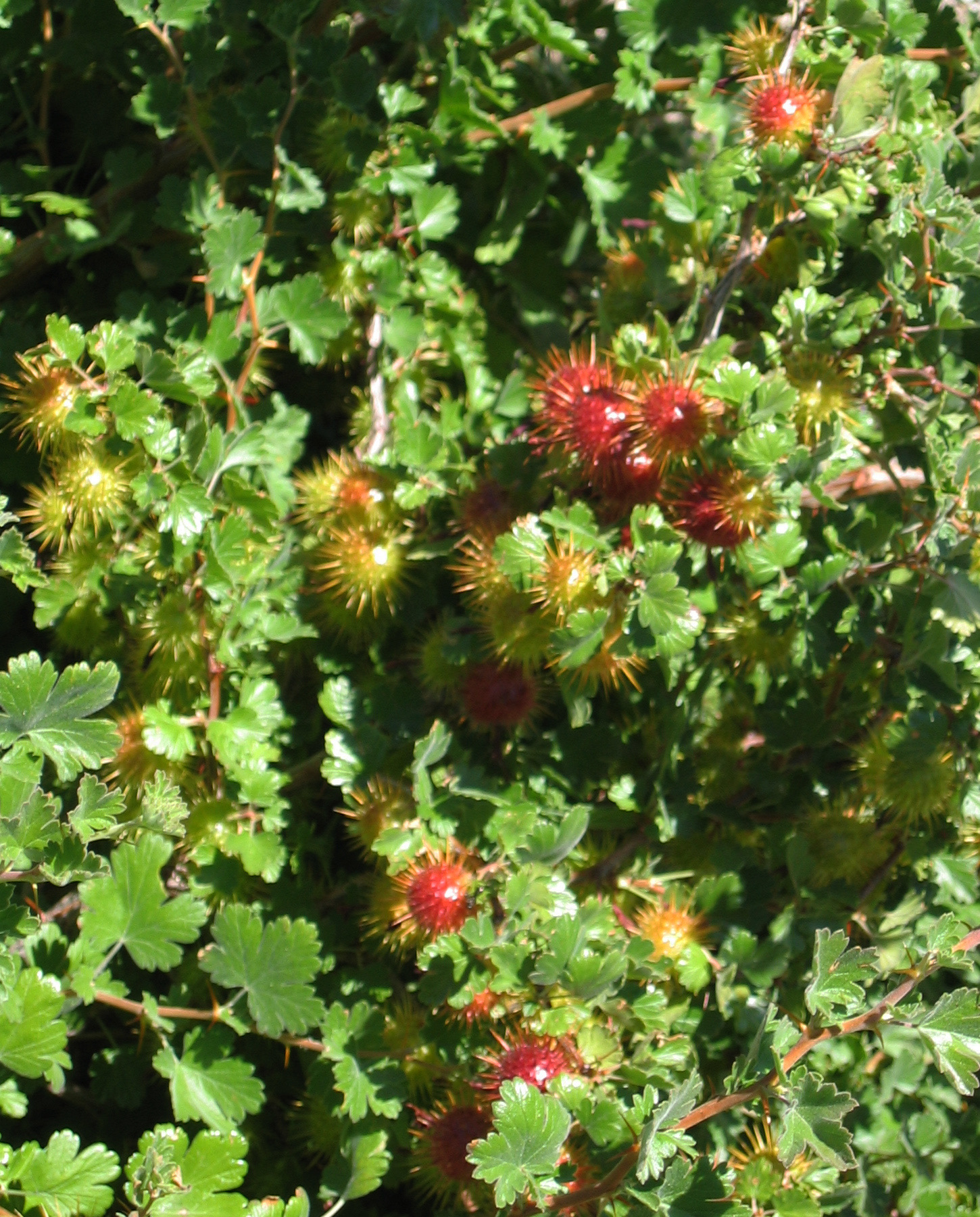 Sierra Gooseberry — photo 5