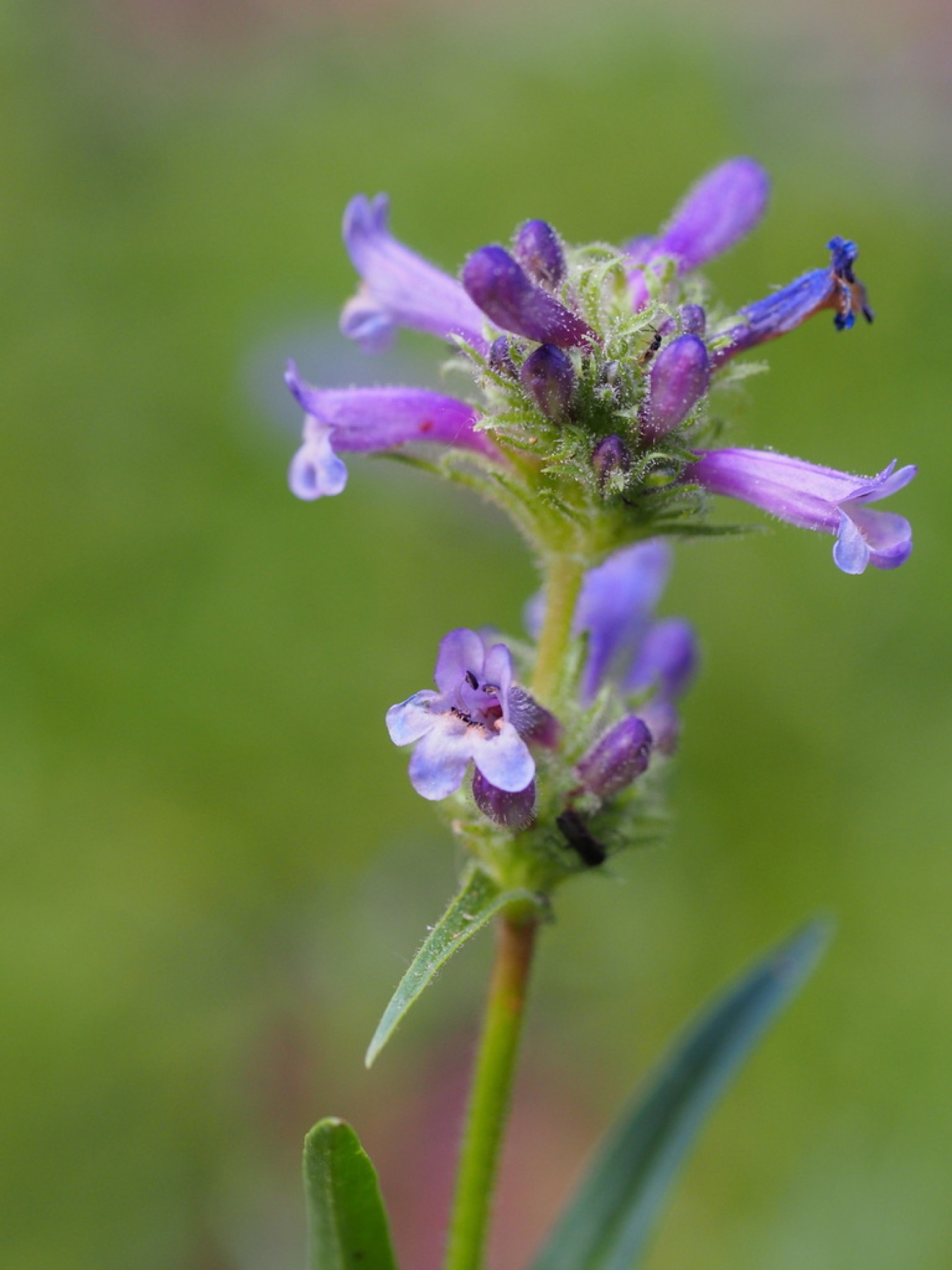 Sierra Penstemon — photo 6