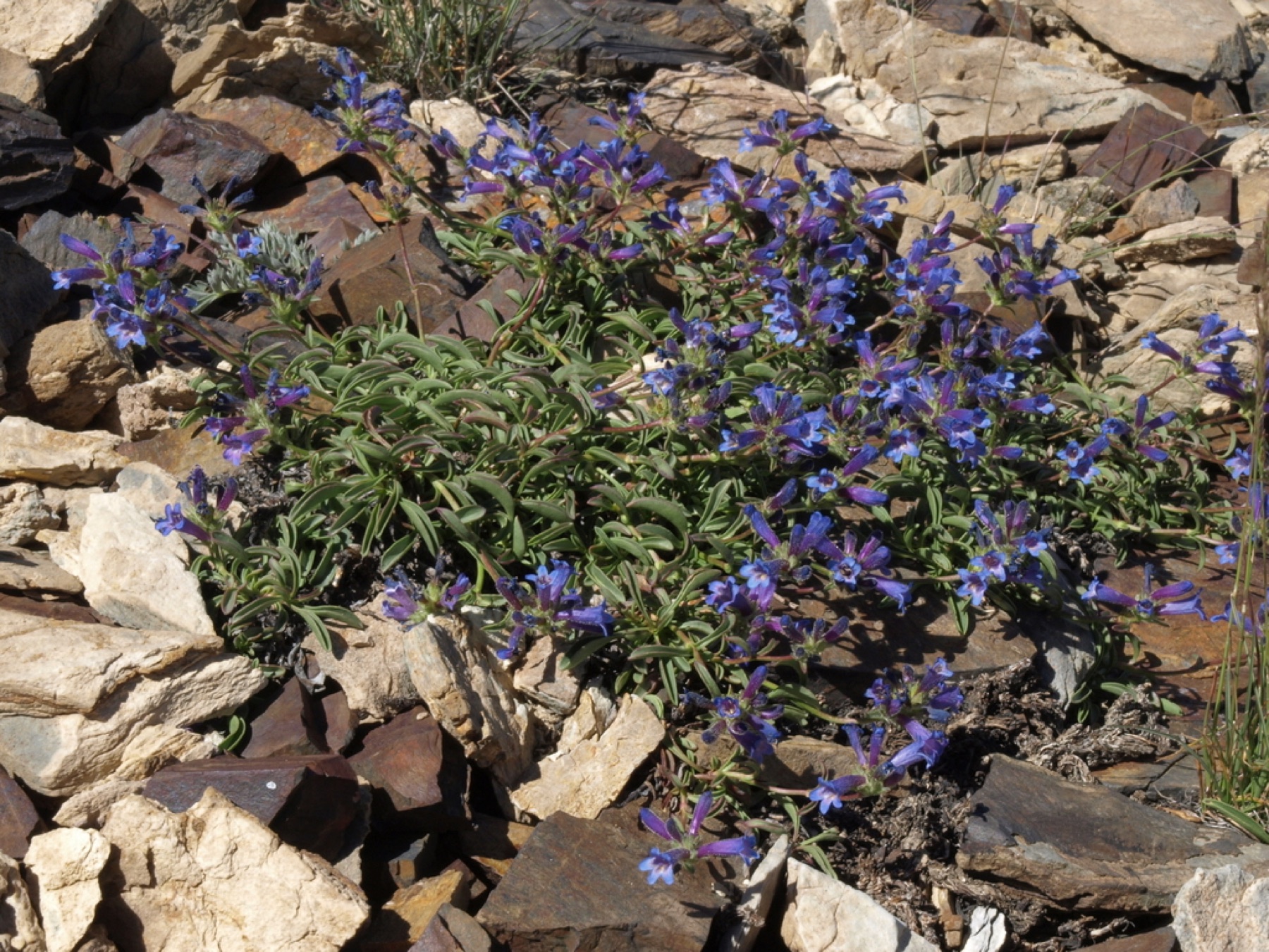 Sierra Penstemon — photo 7