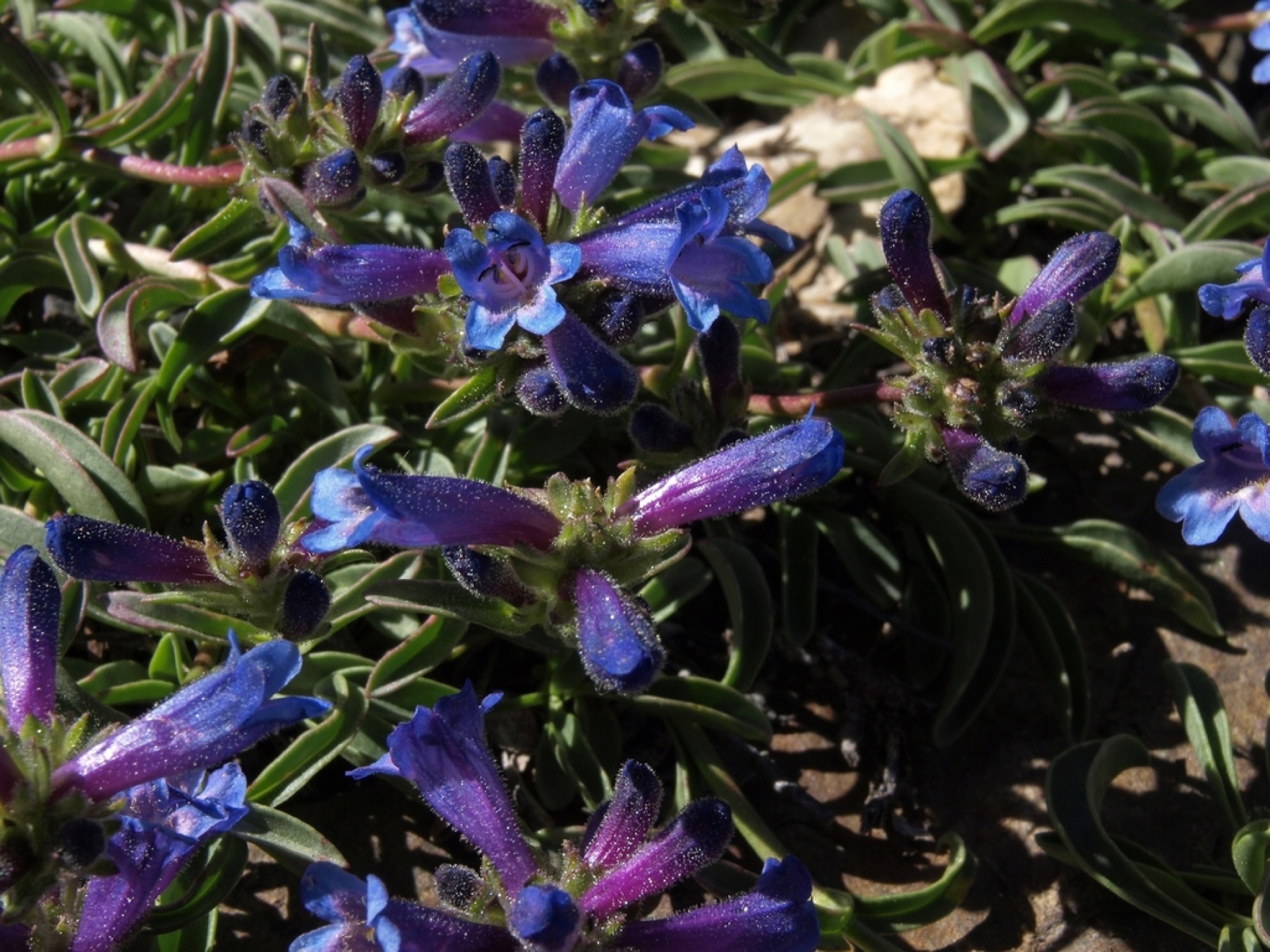 Sierra Penstemon — photo 8