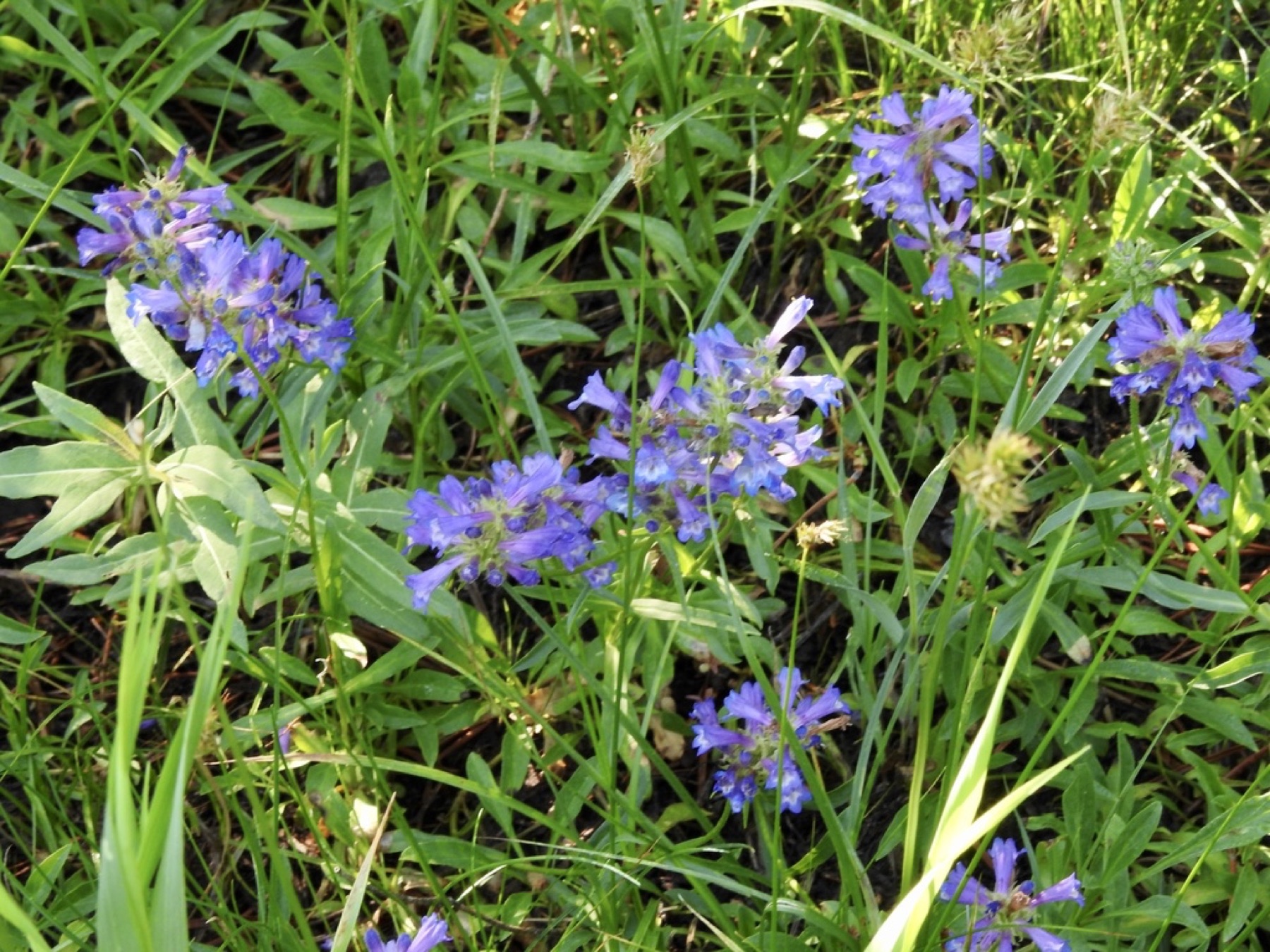 Sierra Penstemon — photo 9