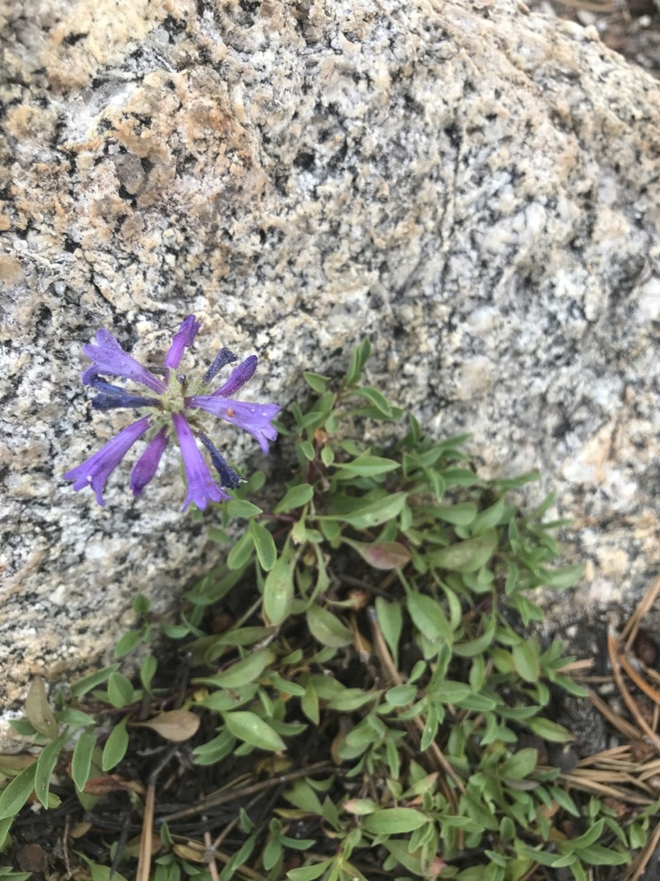 Sierra Penstemon — photo 10