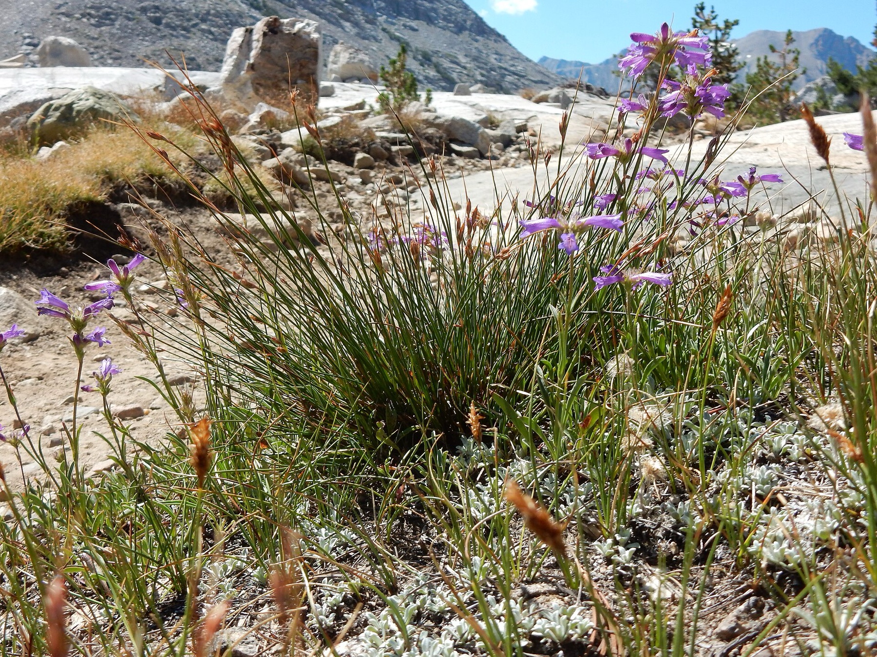 Sierra Penstemon — photo 11