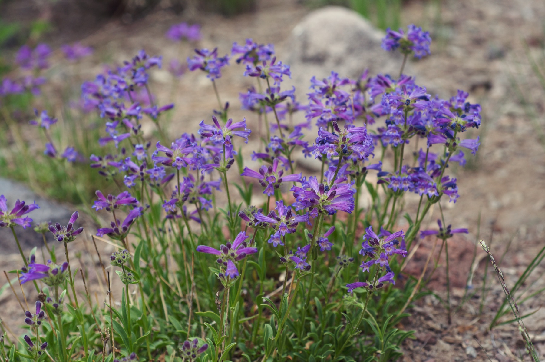 Sierra Penstemon — photo 13