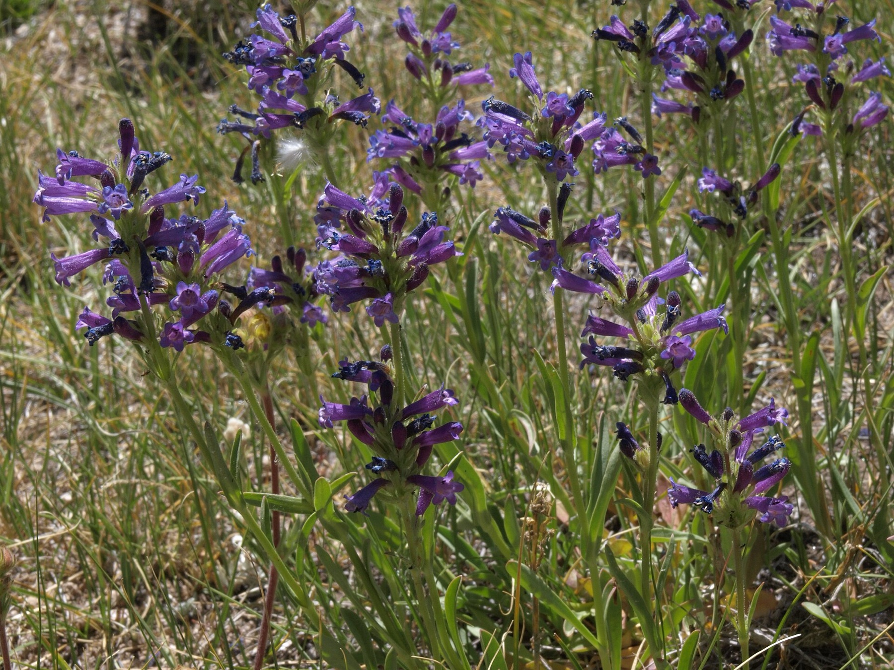 Sierra Penstemon — photo 14