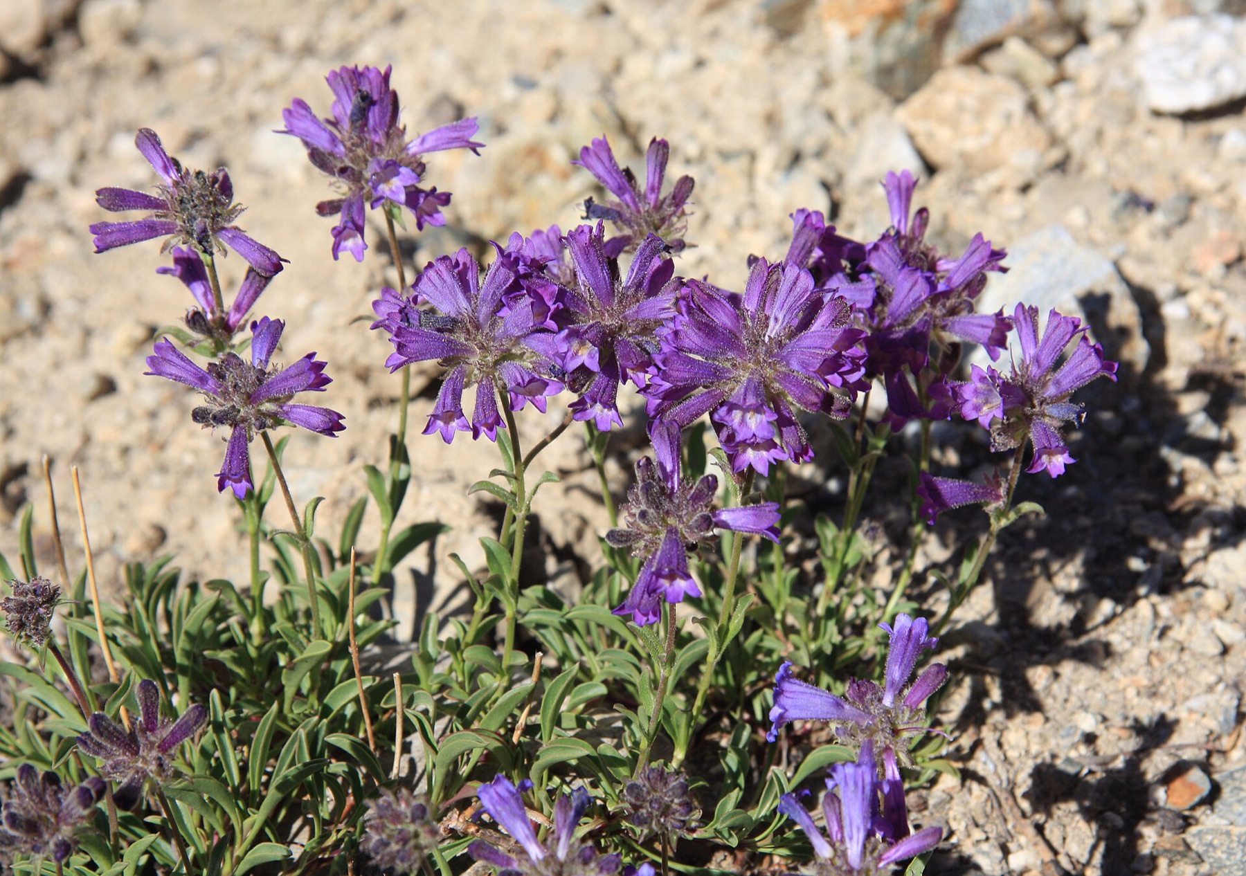Sierra Penstemon — photo 15