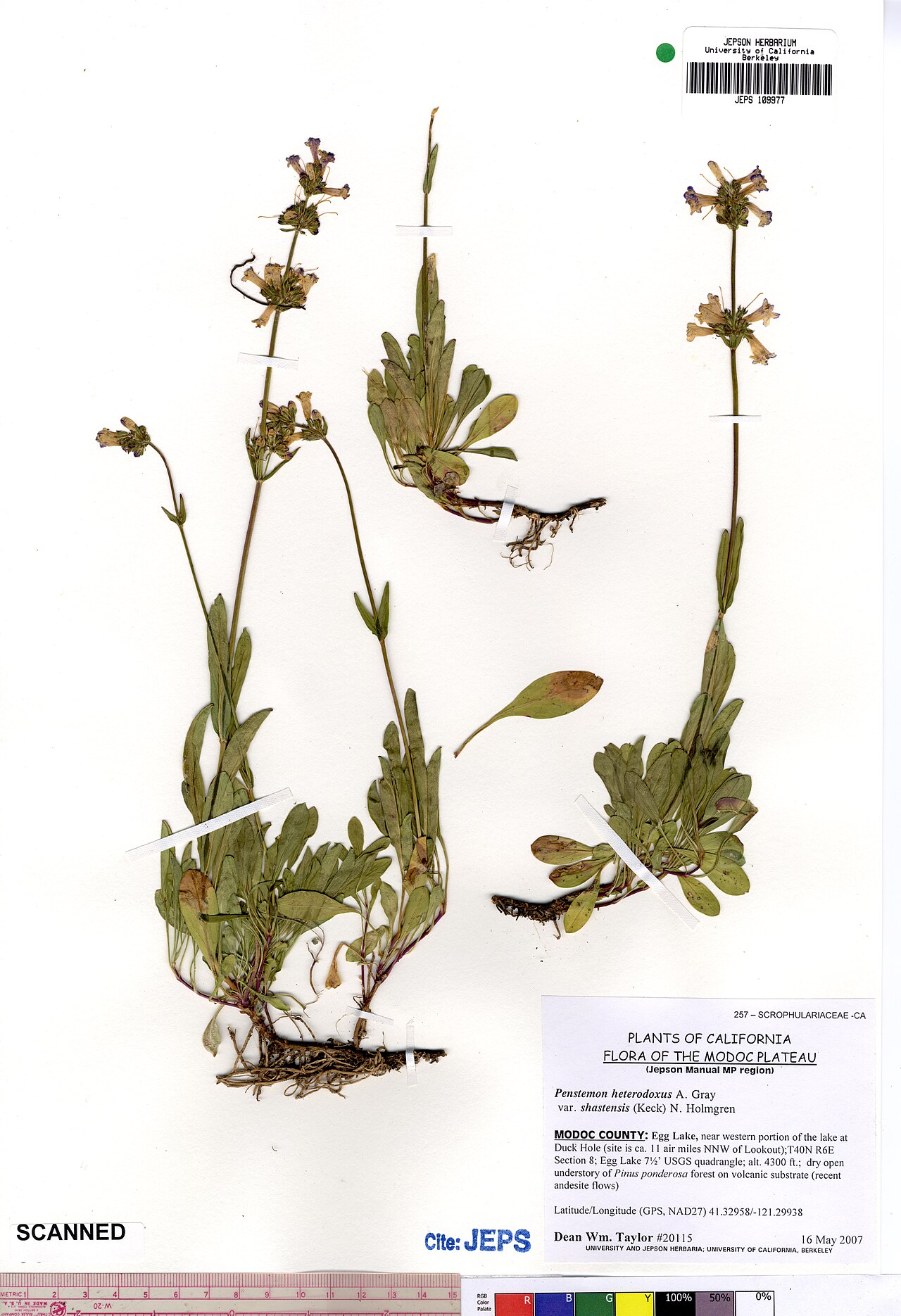 Sierra Penstemon — photo 20