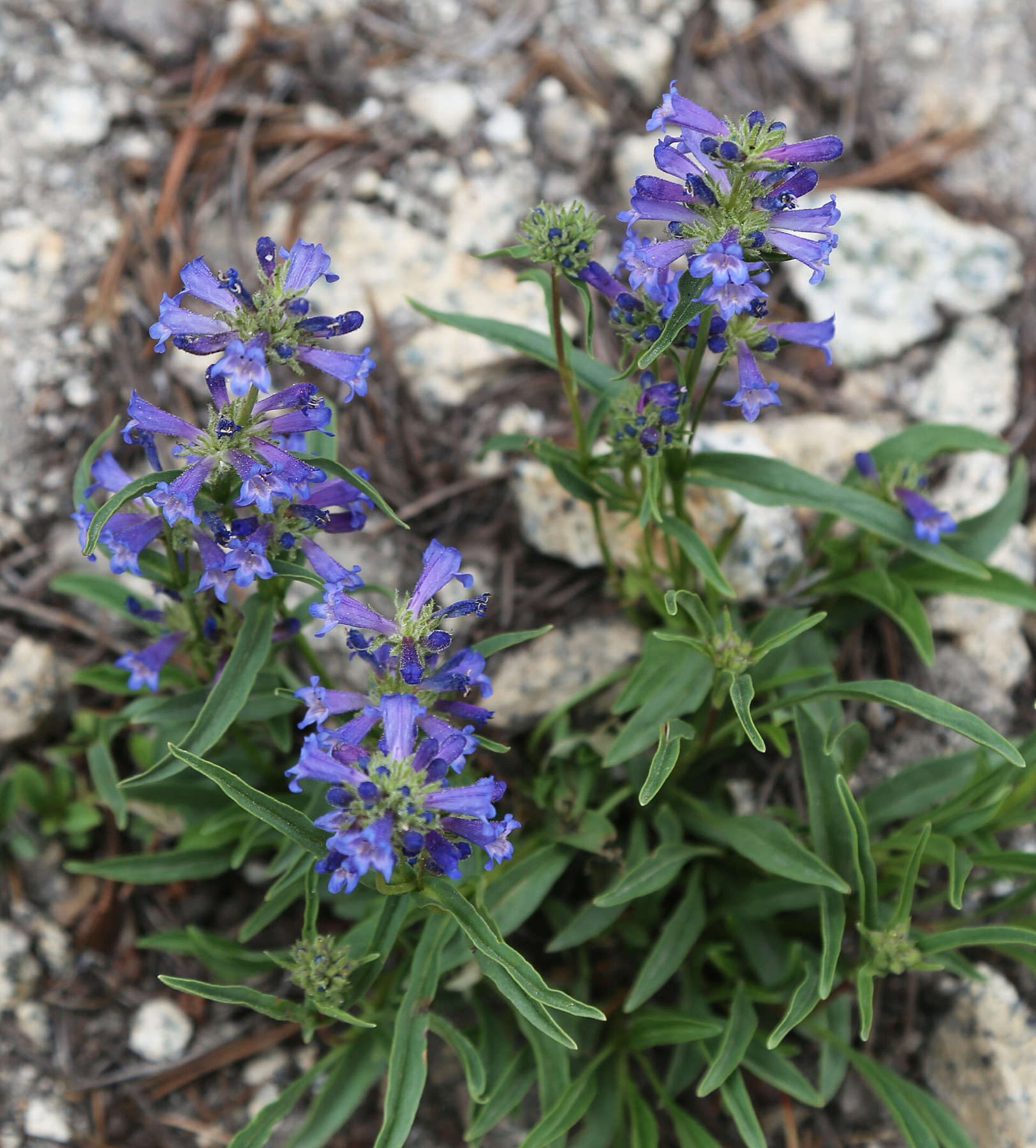 Sierra Penstemon — photo 17