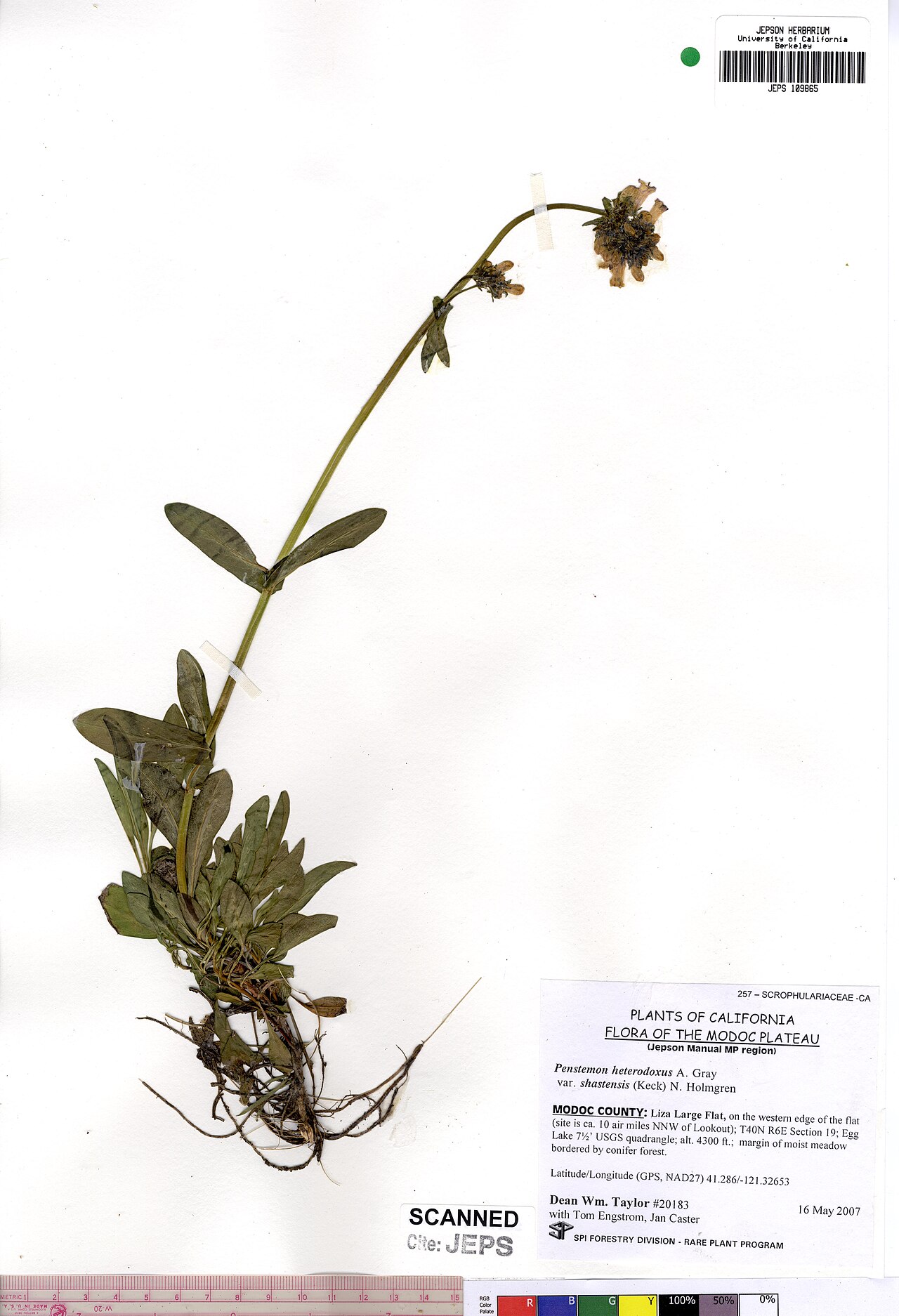 Sierra Penstemon — photo 21