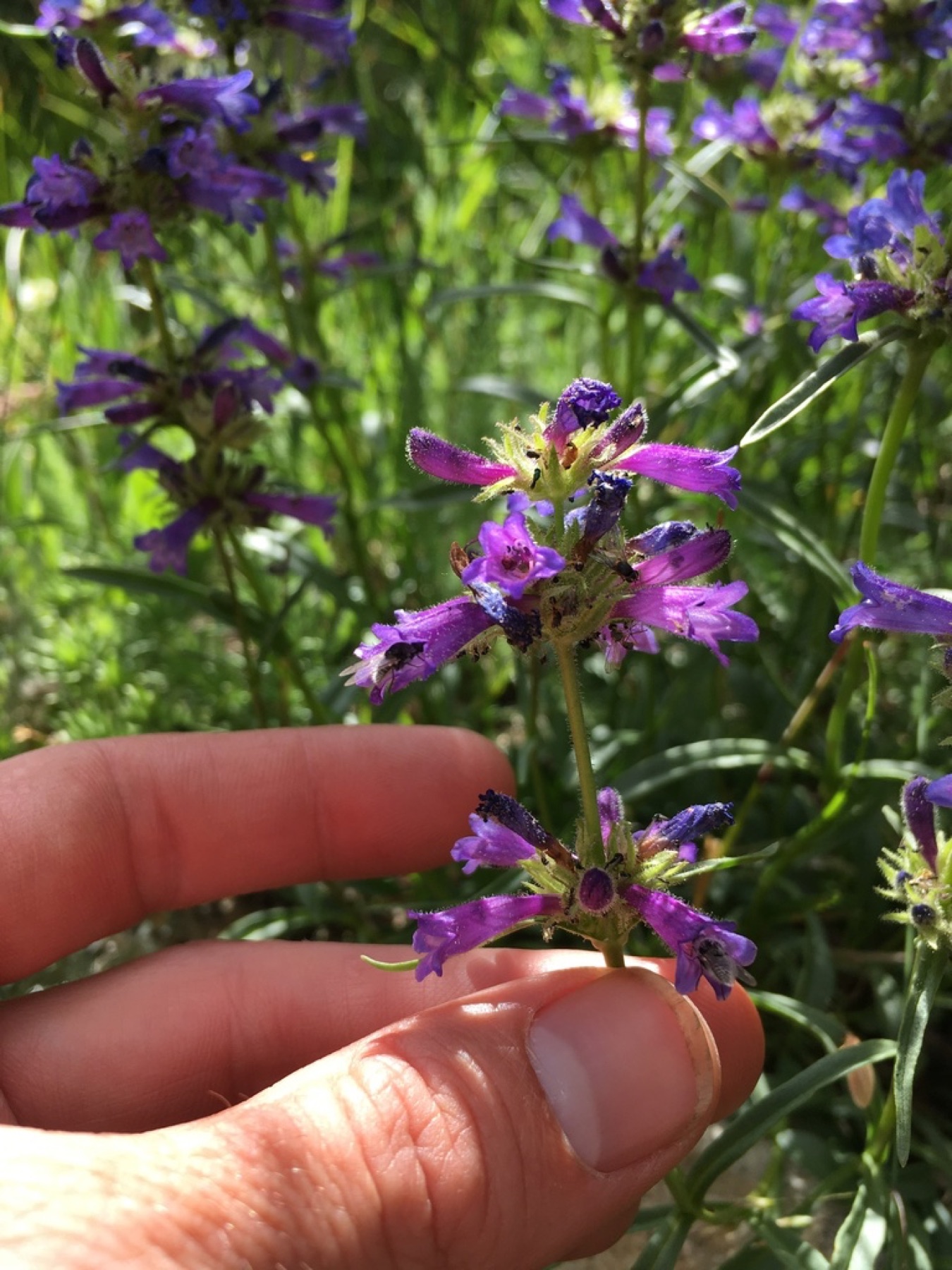 Sierra Penstemon