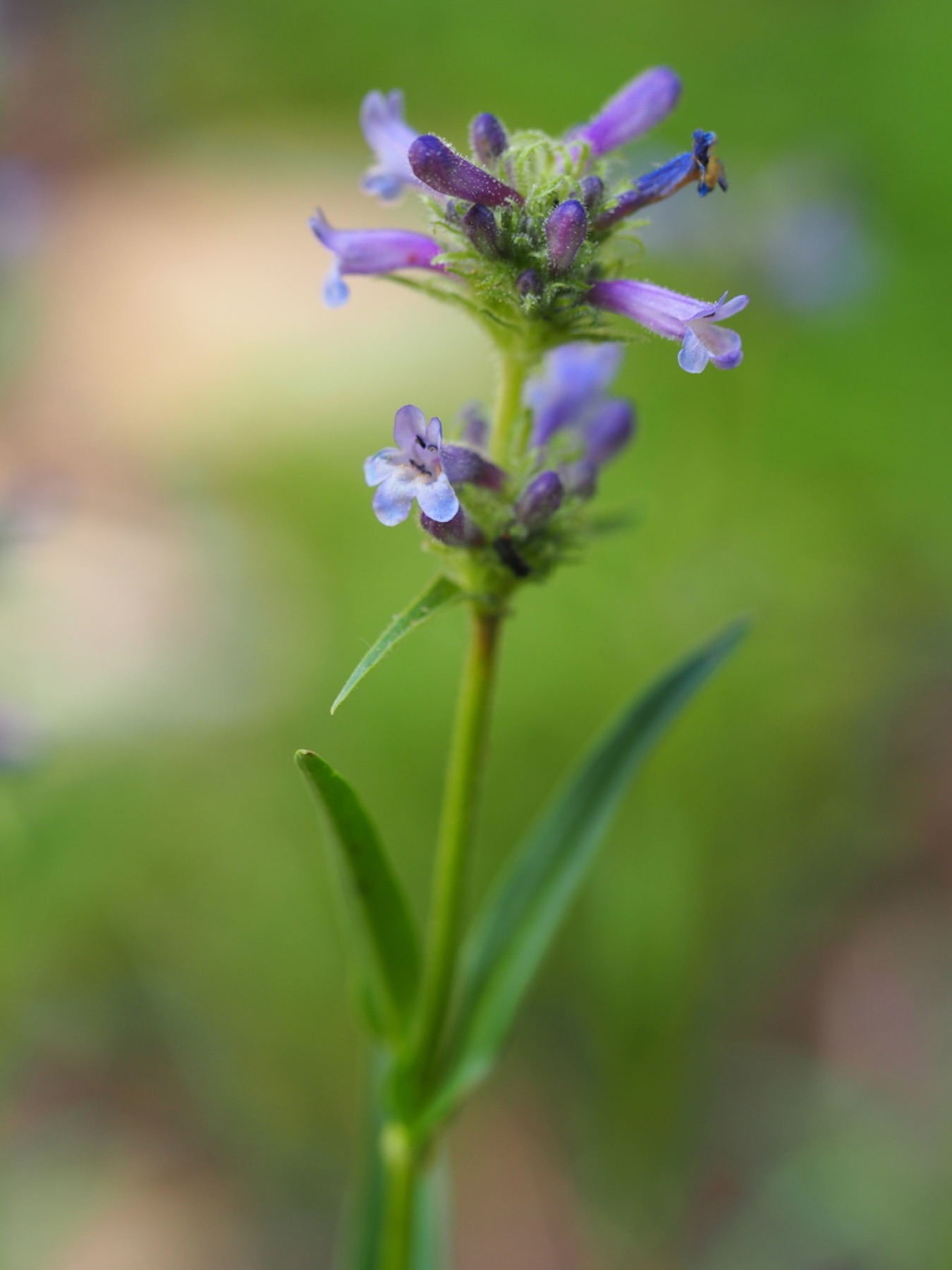 Sierra Penstemon — photo 2