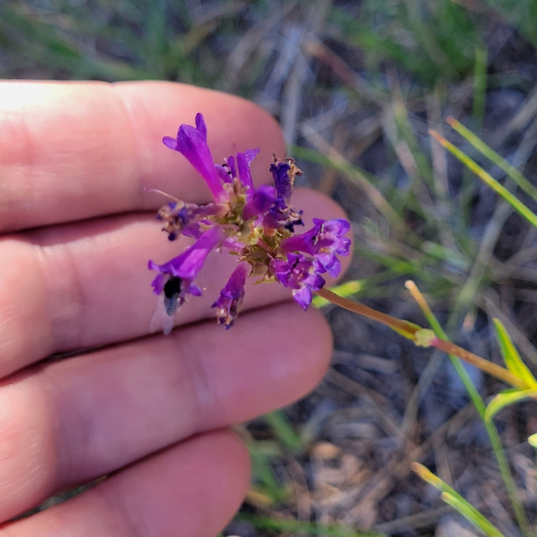 Sierra Penstemon — photo 3