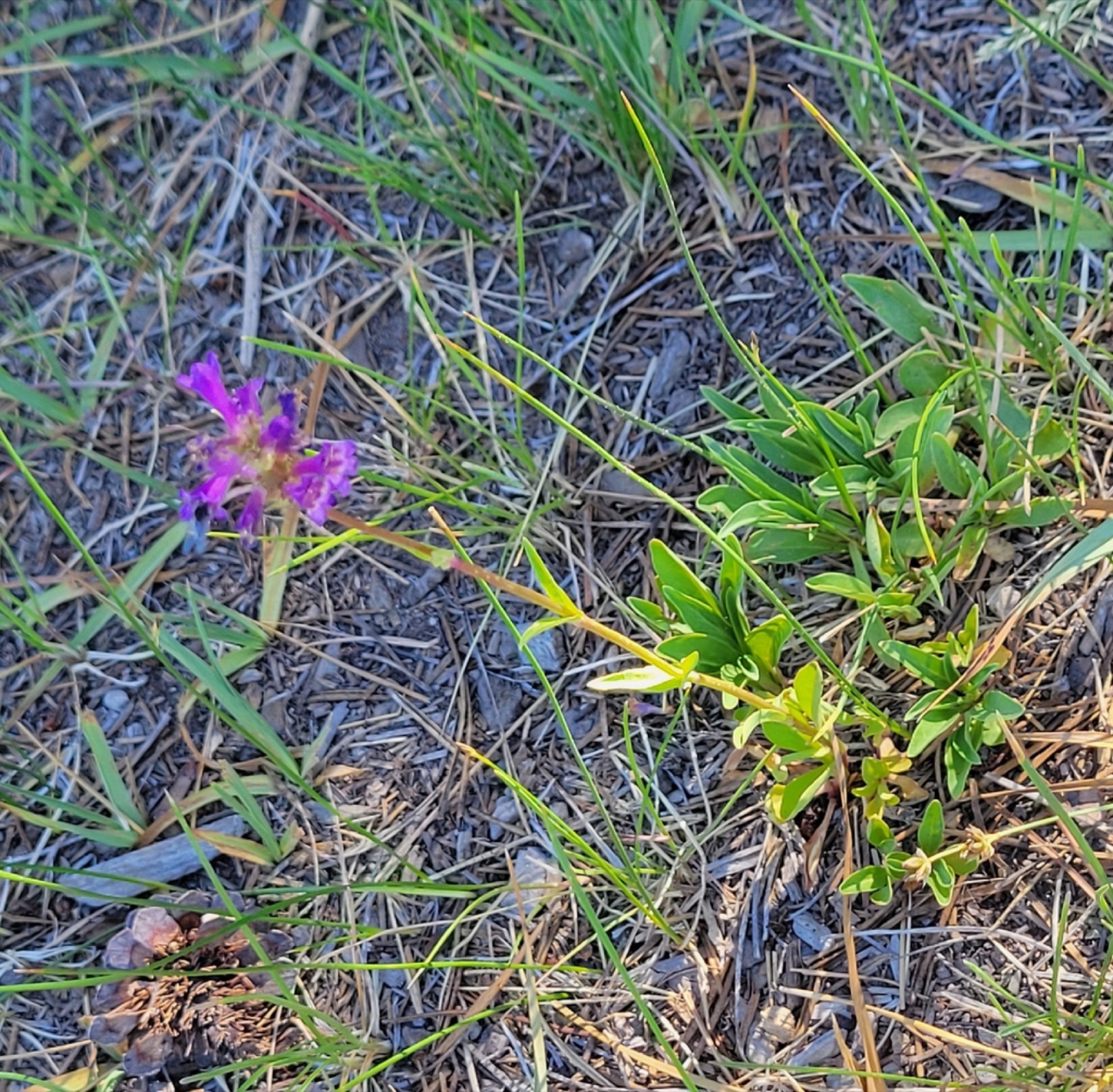 Sierra Penstemon — photo 4