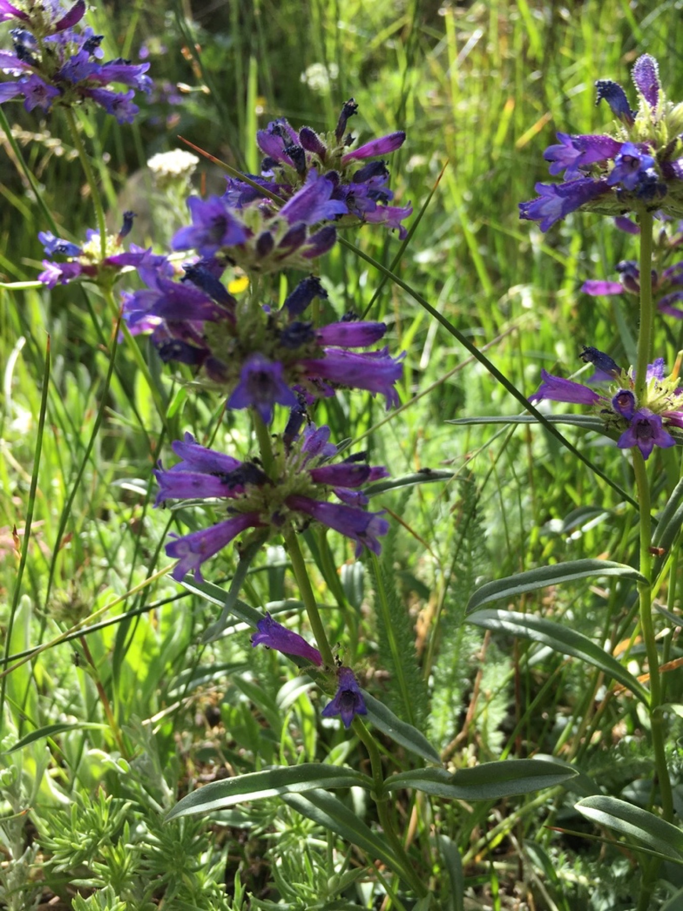 Sierra Penstemon — photo 5