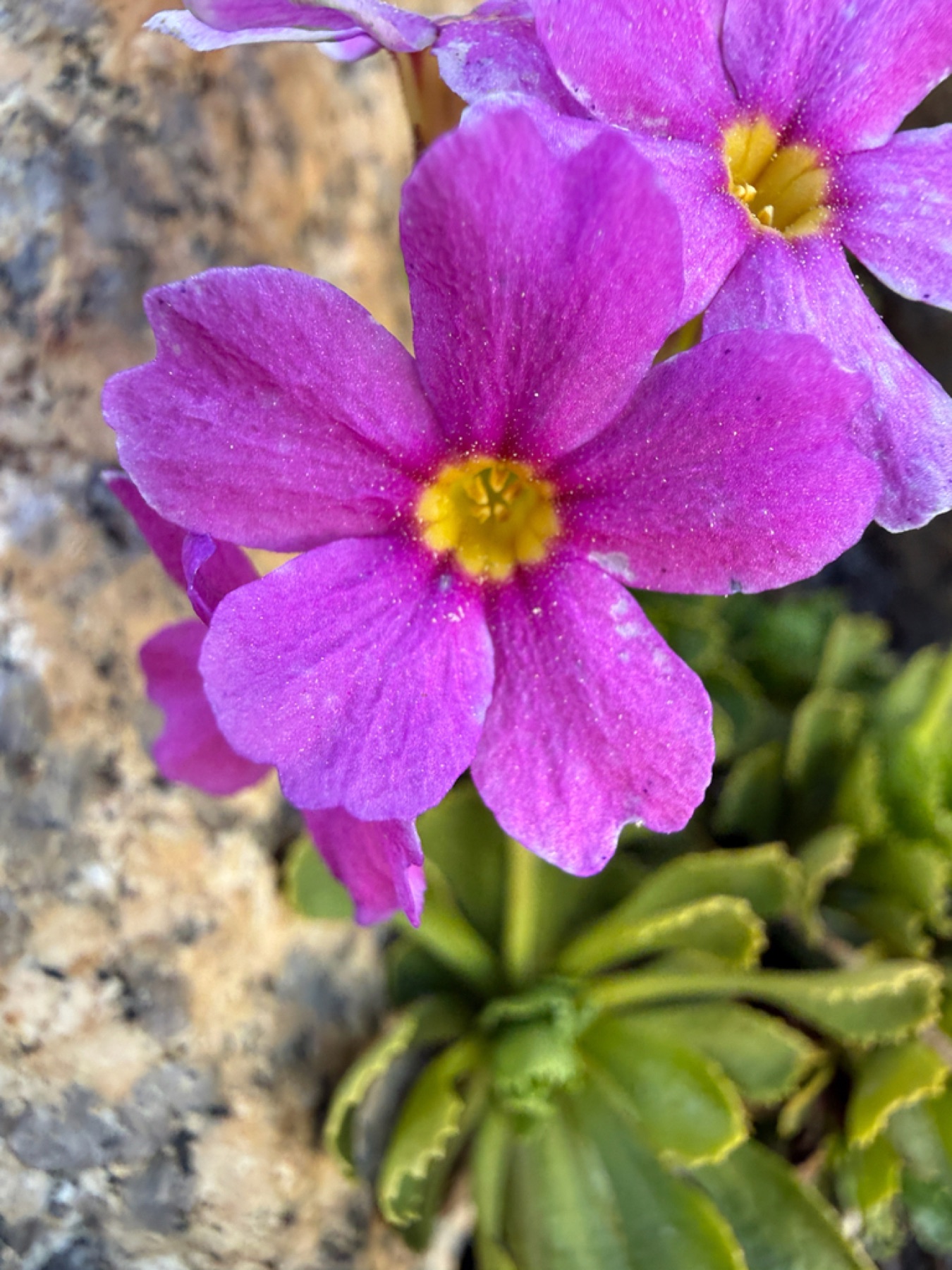 Sierra Primrose — photo 6