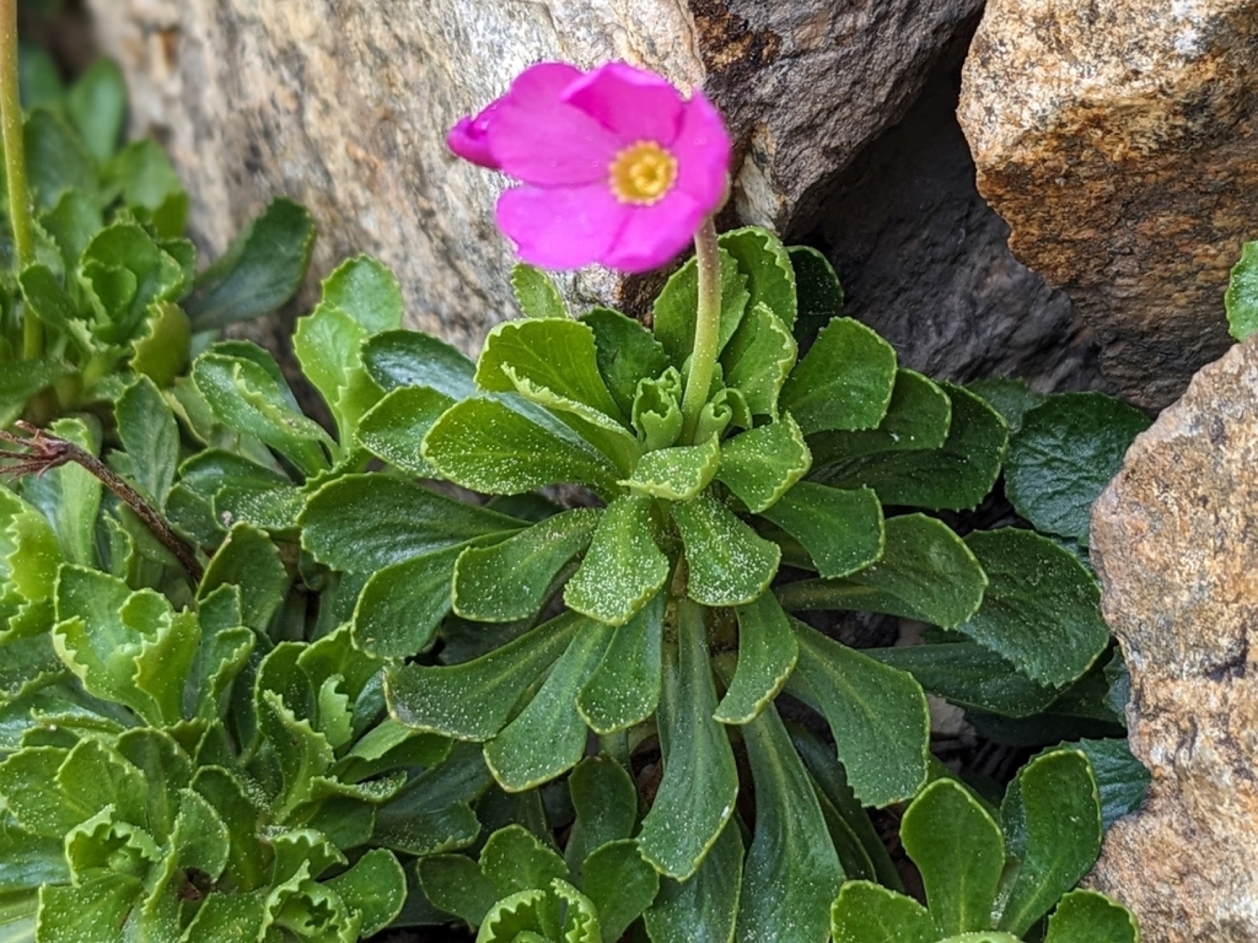 Sierra Primrose — photo 2