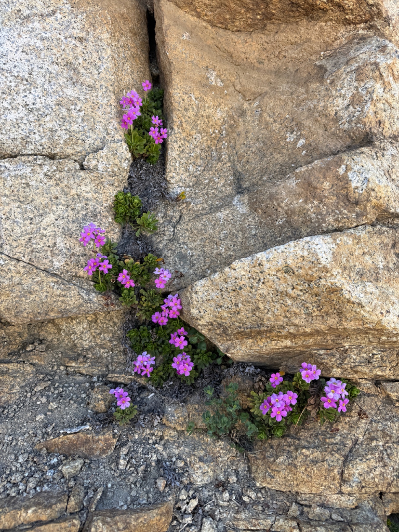 Sierra Primrose — photo 5