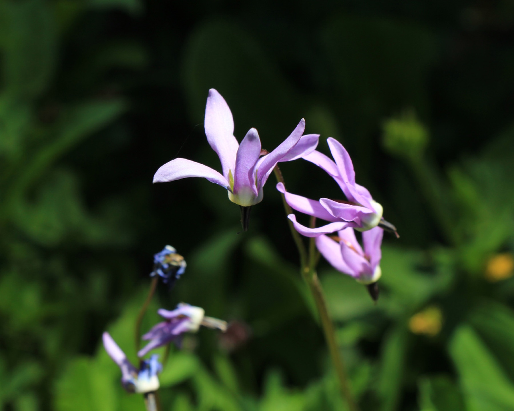 Sierra Shooting Star — photo 6
