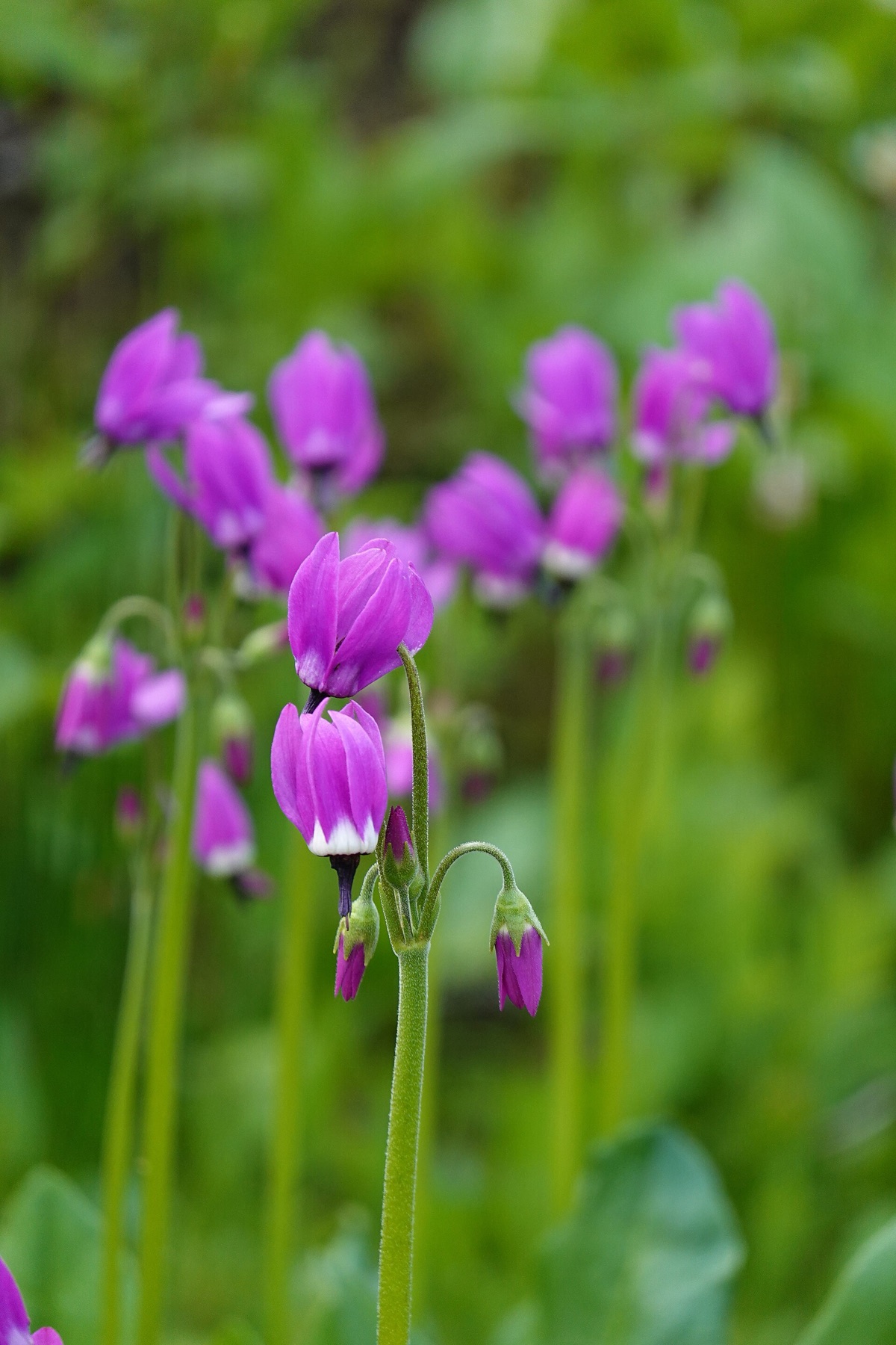 Sierra Shooting Star — photo 2
