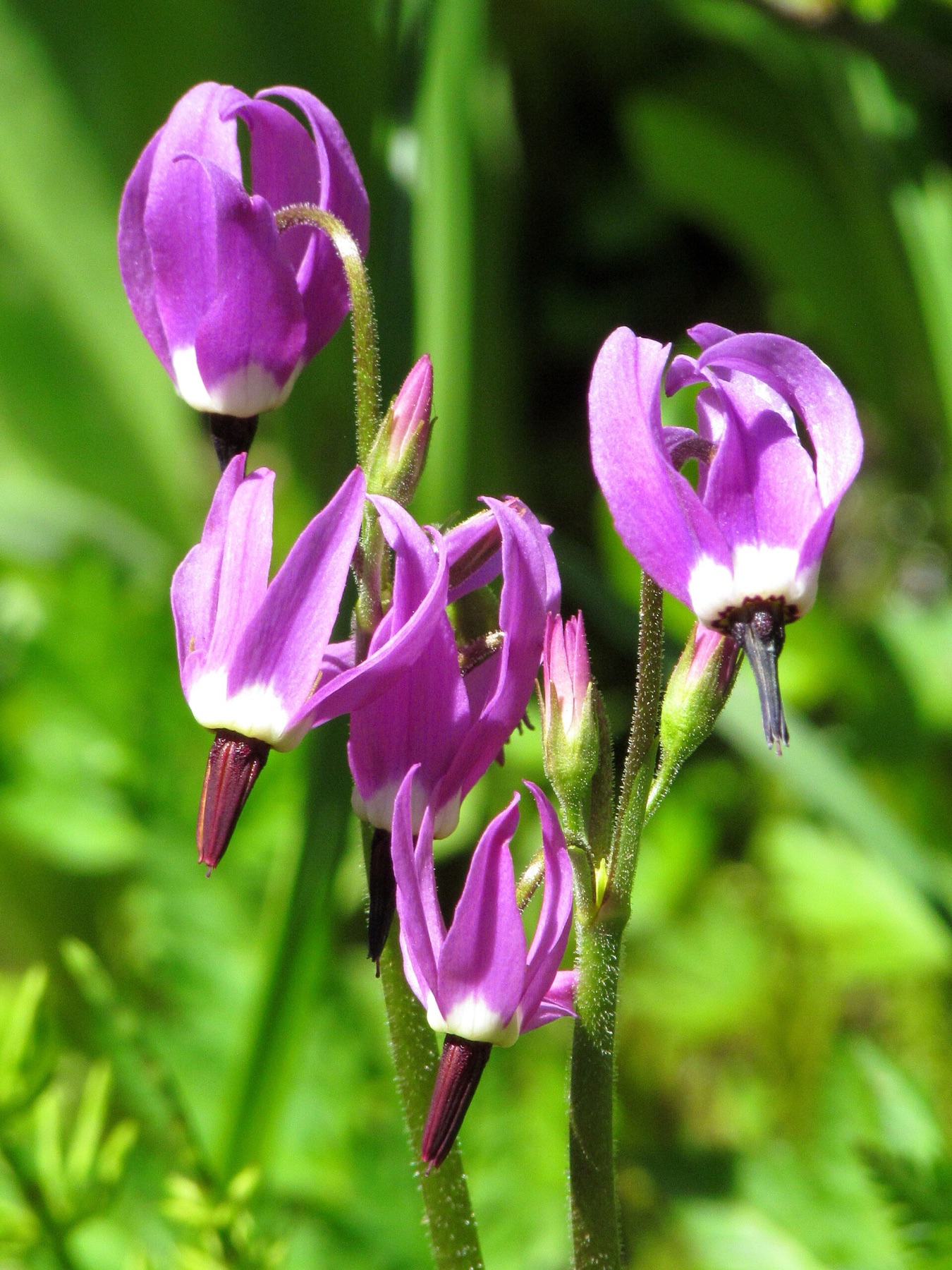 Sierra Shooting Star — photo 3