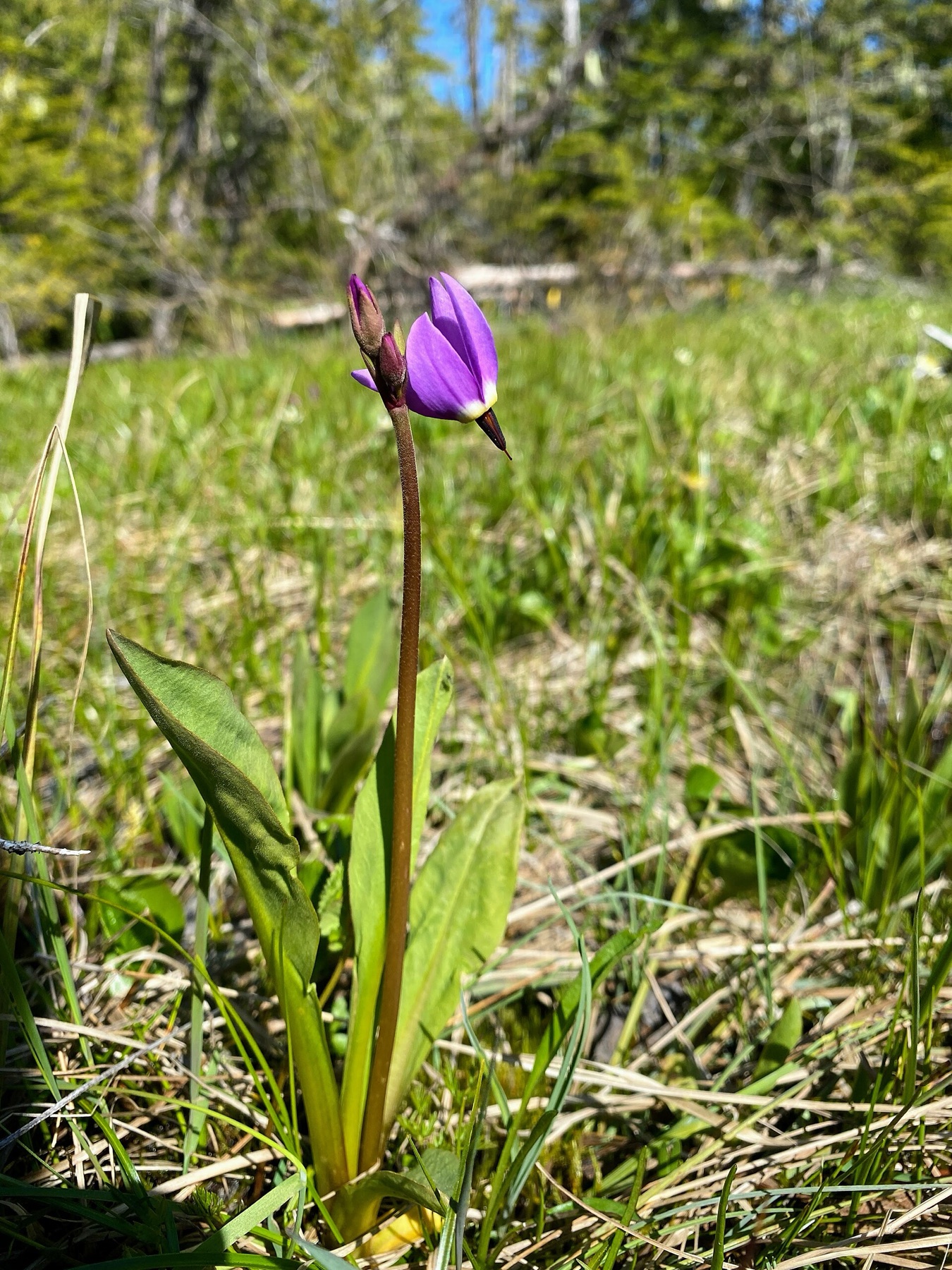 Sierra Shooting Star — photo 4
