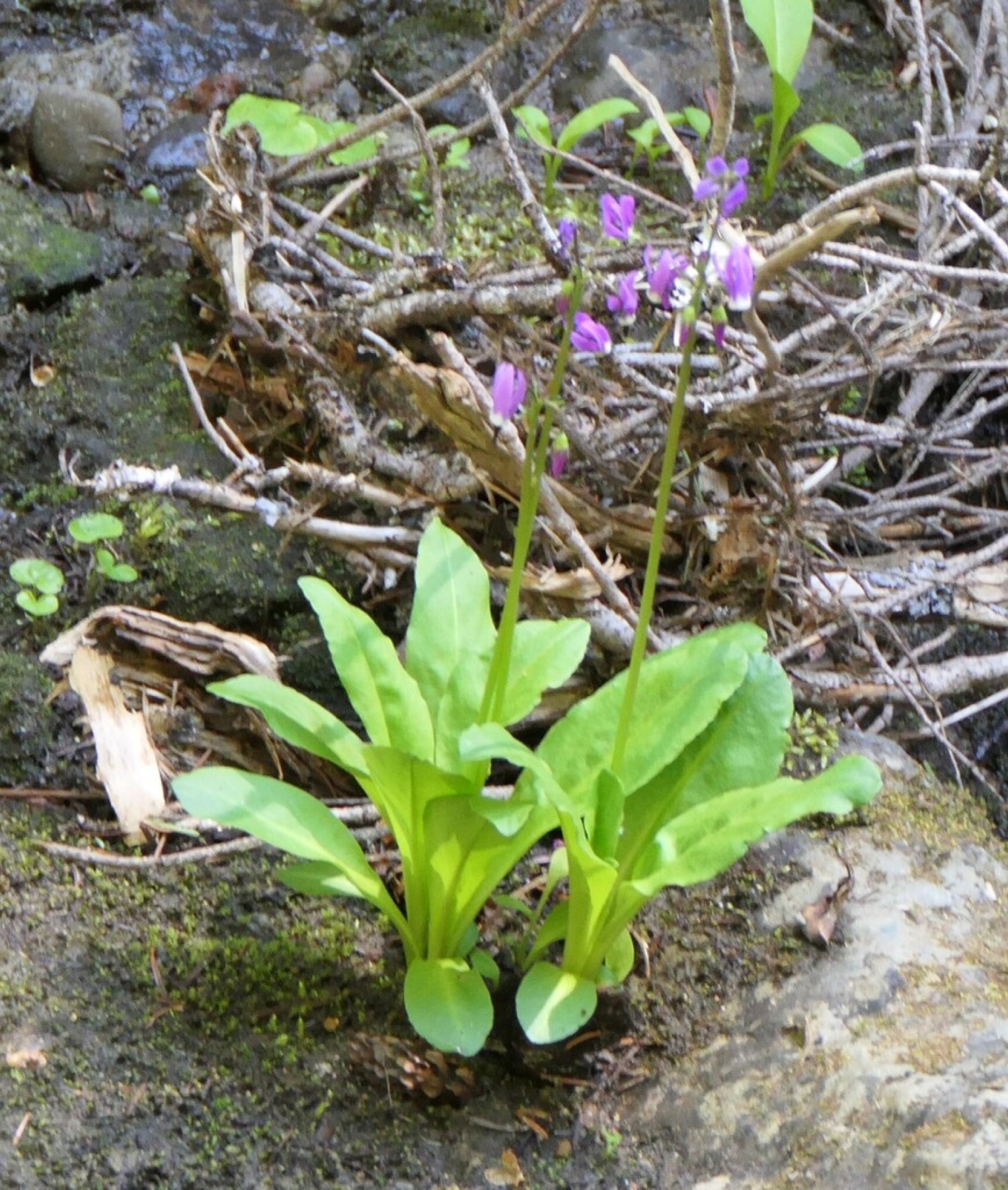 Sierra Shooting Star — photo 5